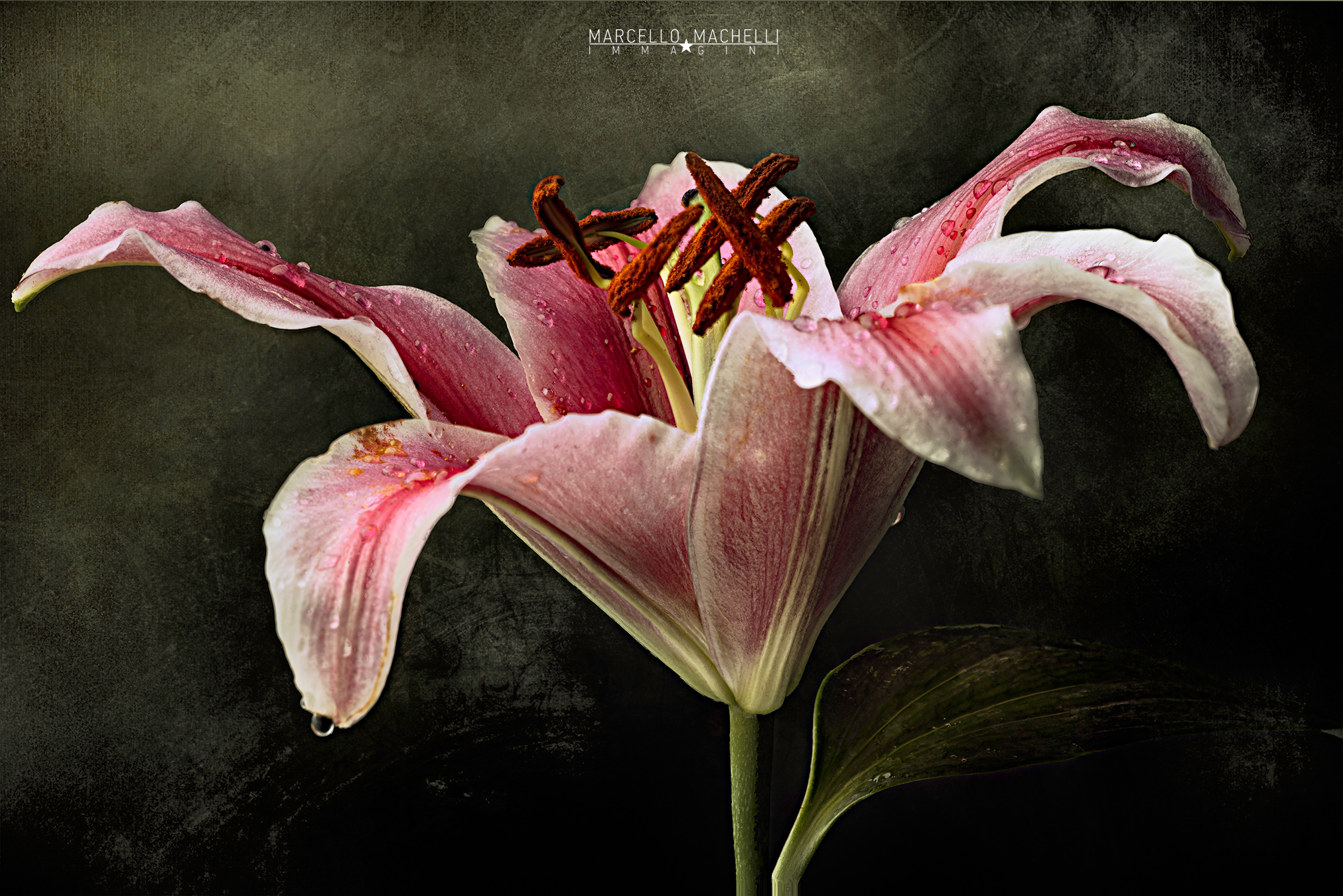 Lilium
