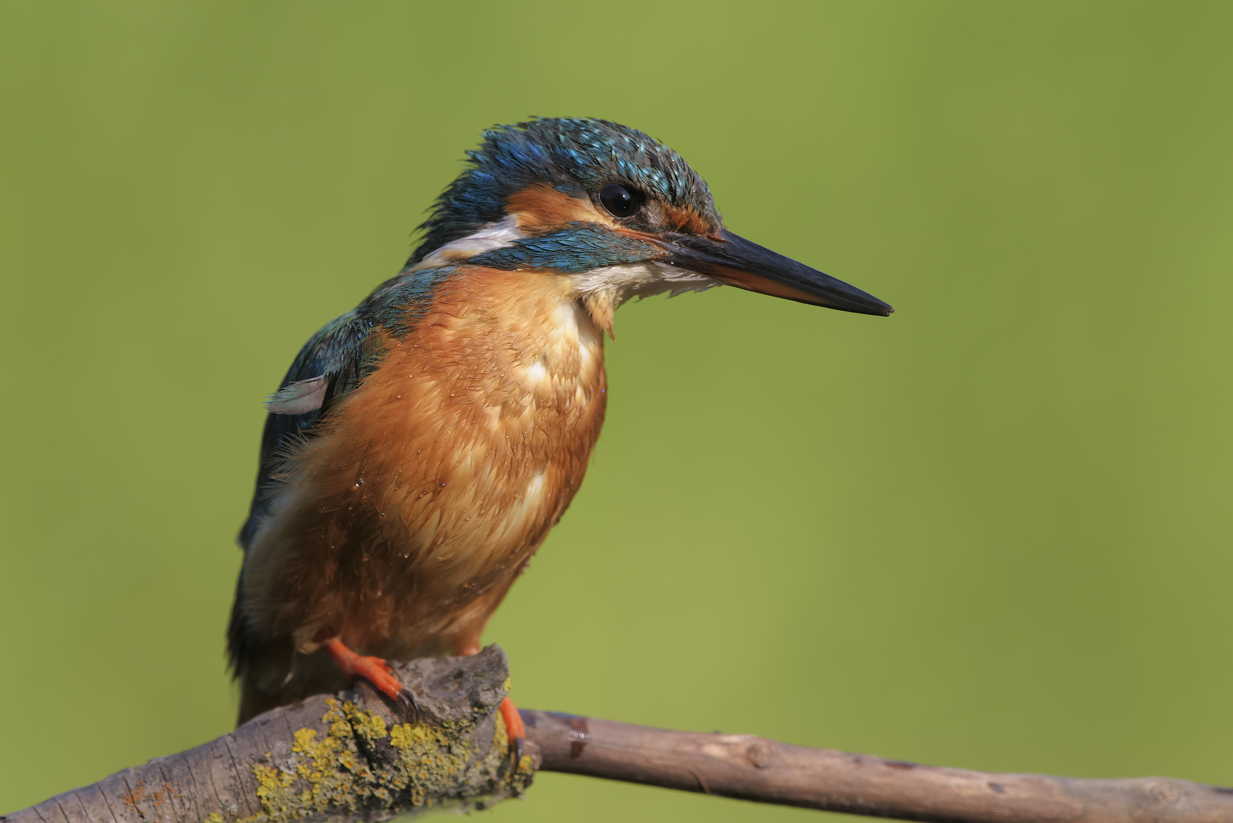 La Martina desiderata