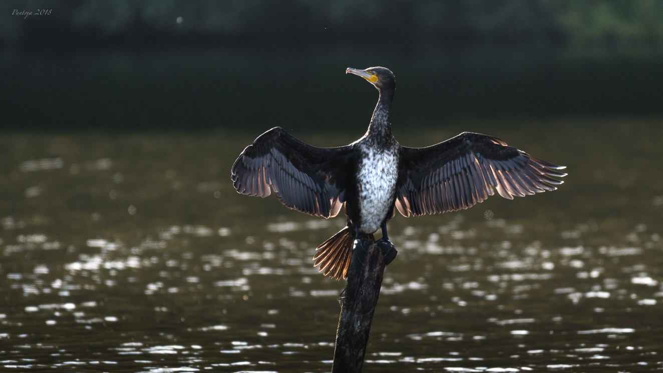 The fish was so big!