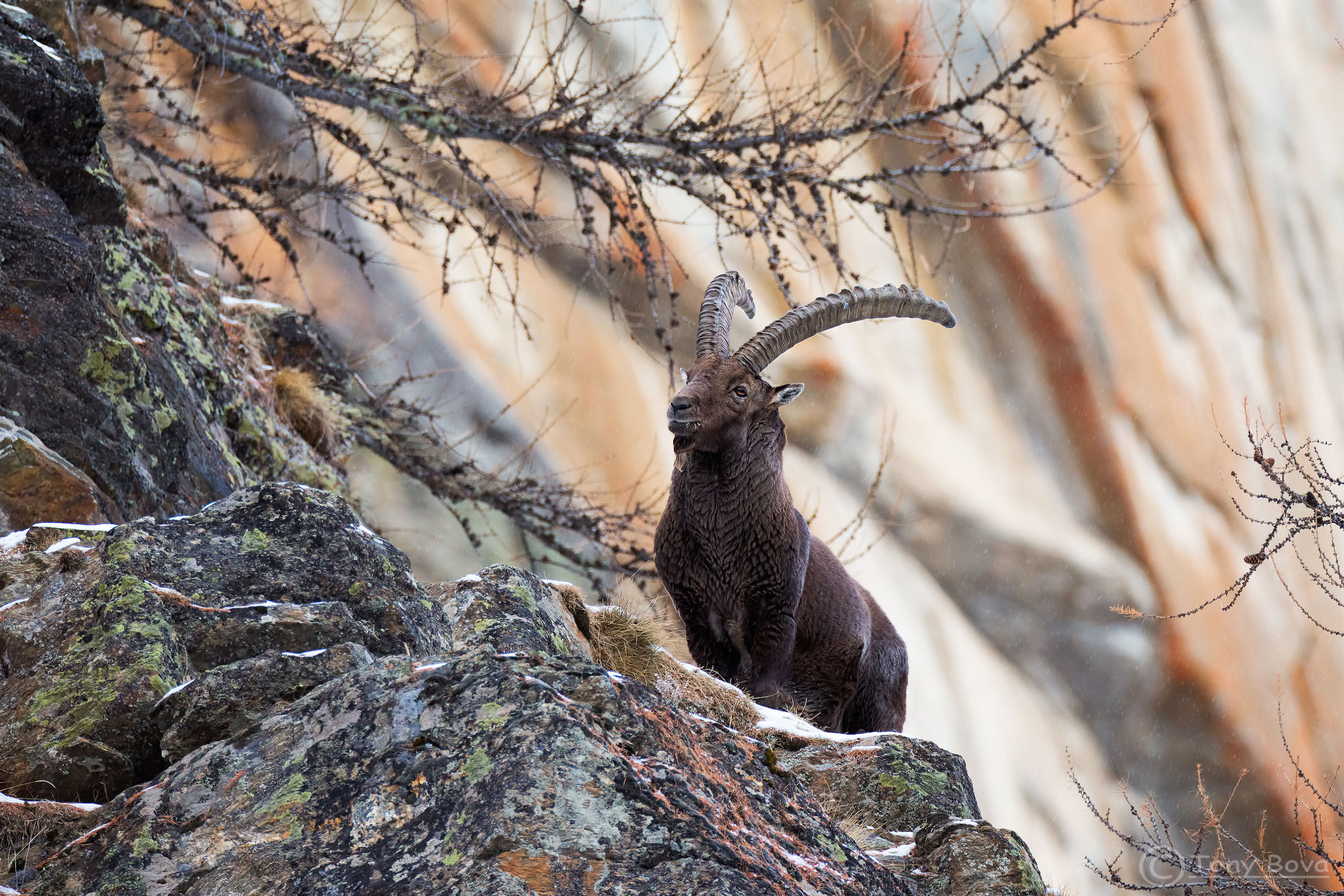 Stambecco in allerta ...