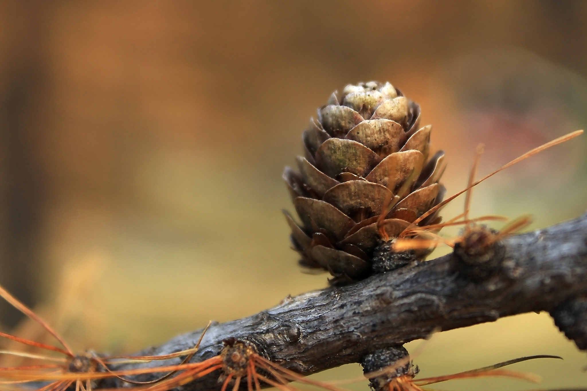 Pinecone