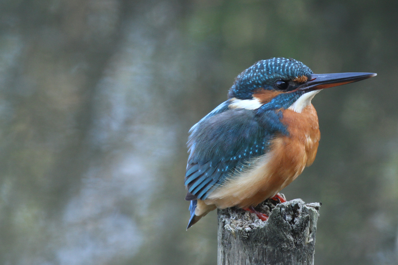 Martin pescatore femmina