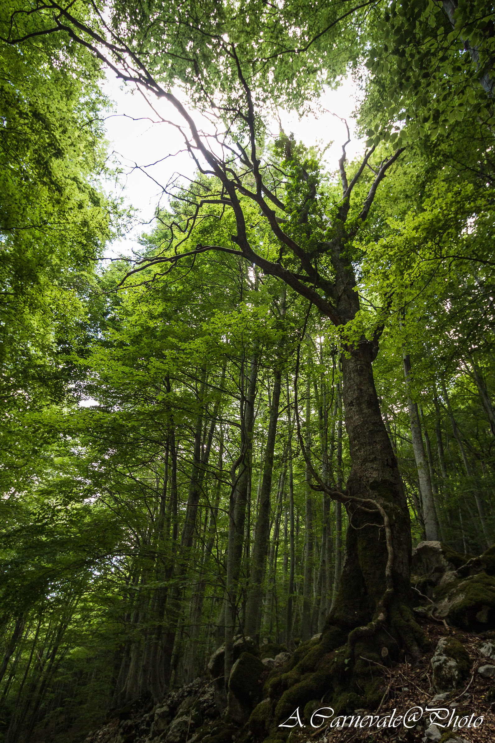 Bosco di Canneto (Frosinone)