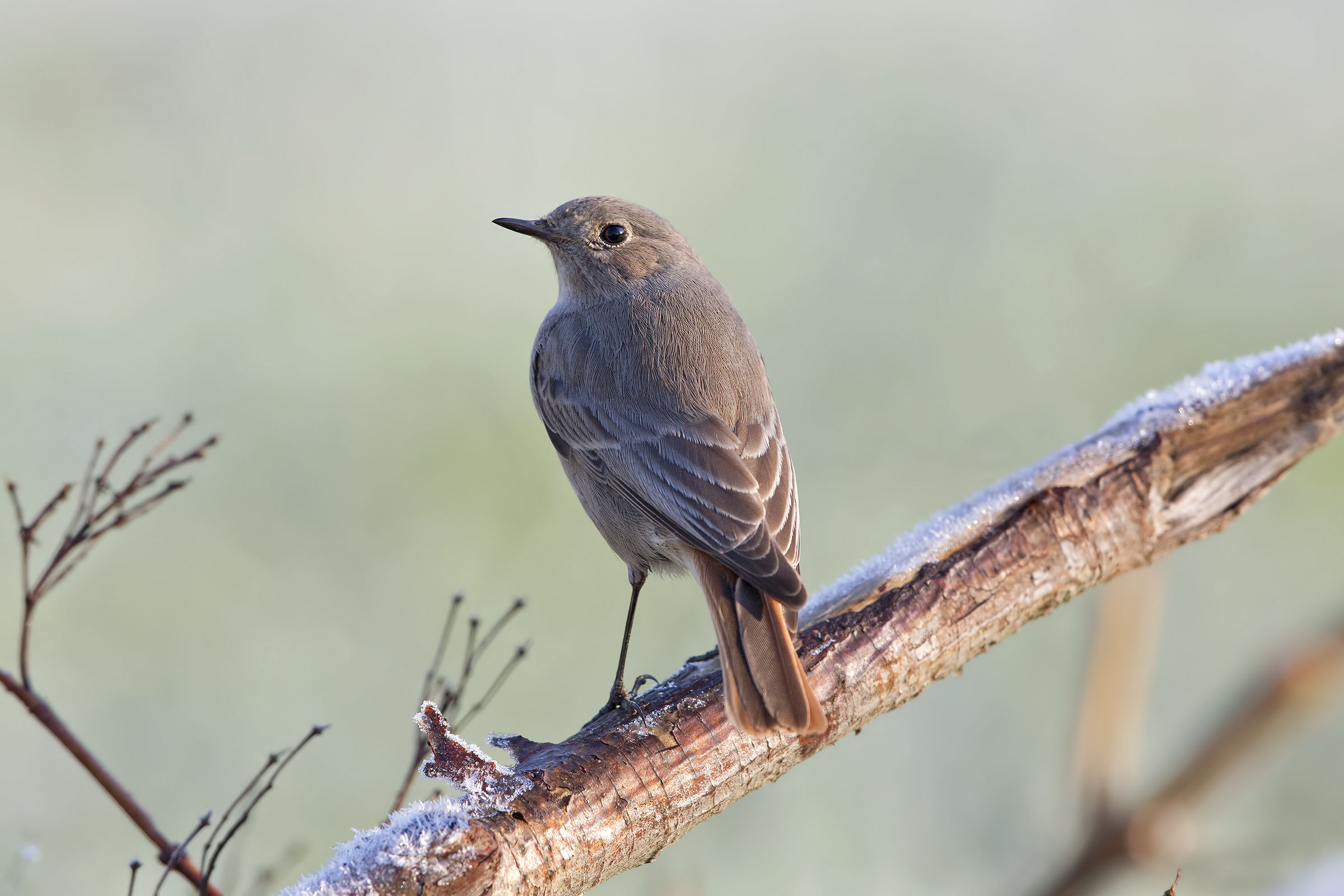 Codirosso spazzacamino femmina