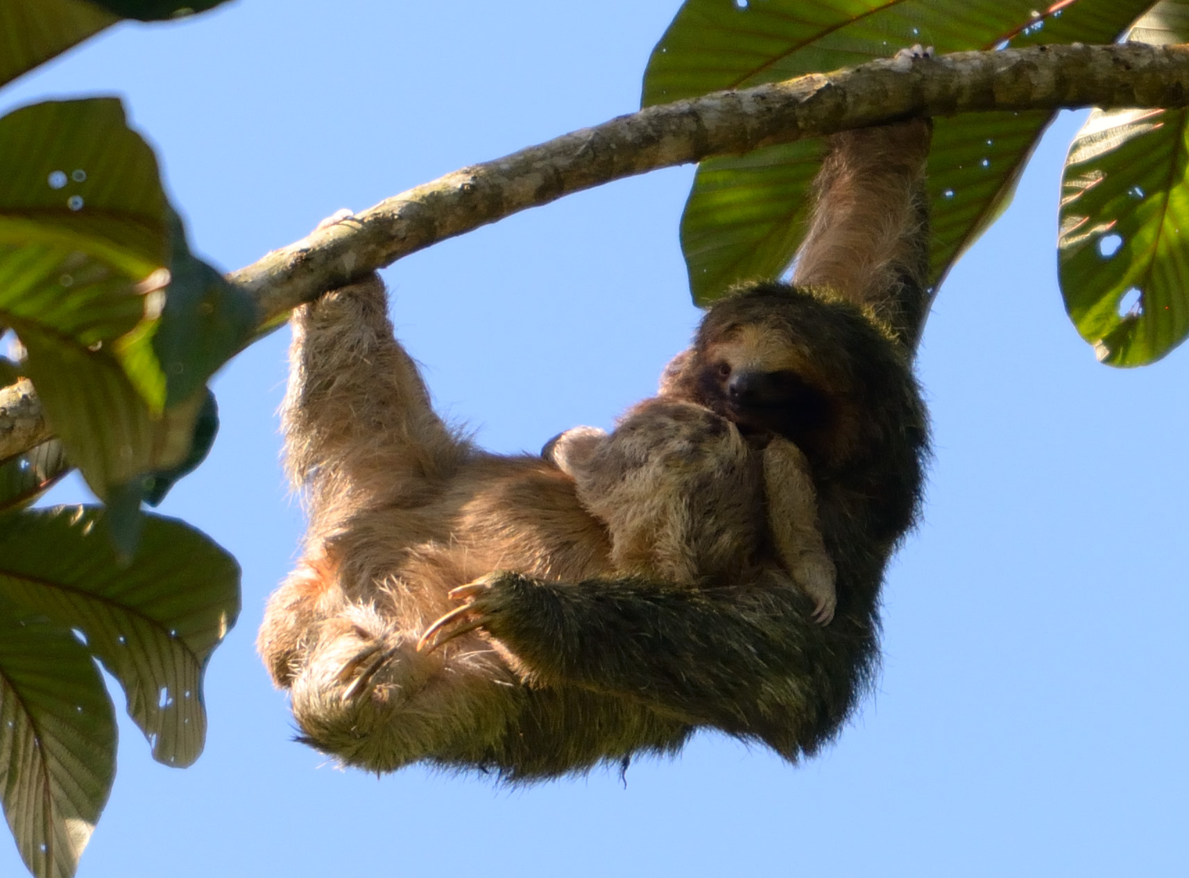 Bradipo con il suo piccolo