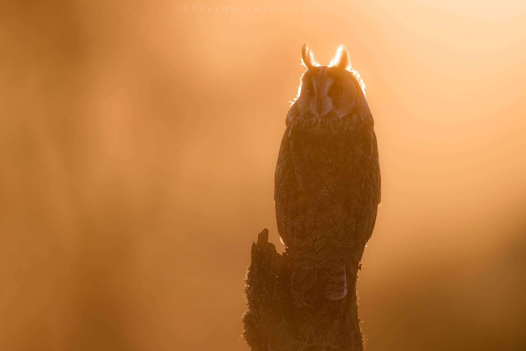 Long-eared owl