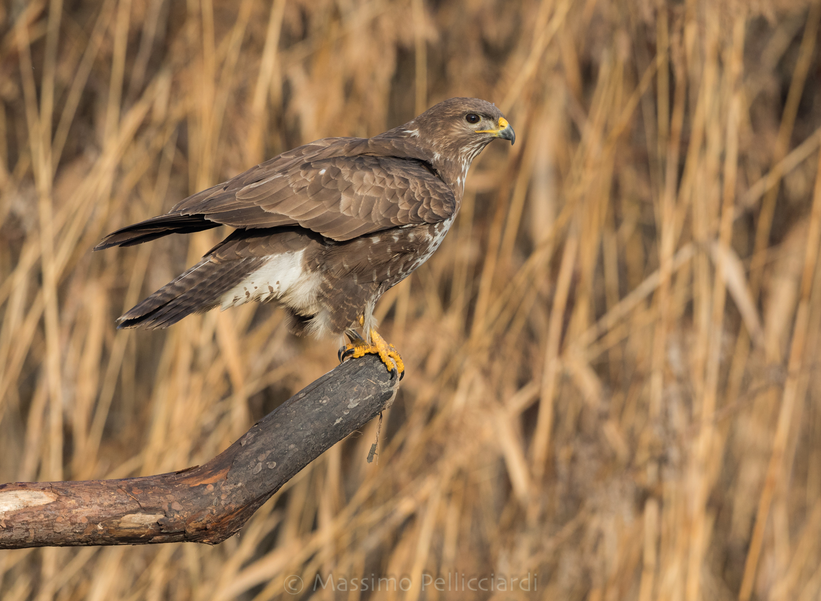 Poiana su posatoio personalizzato