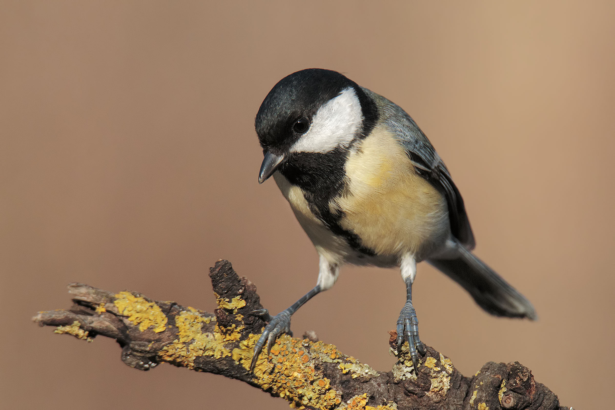 Great Tit