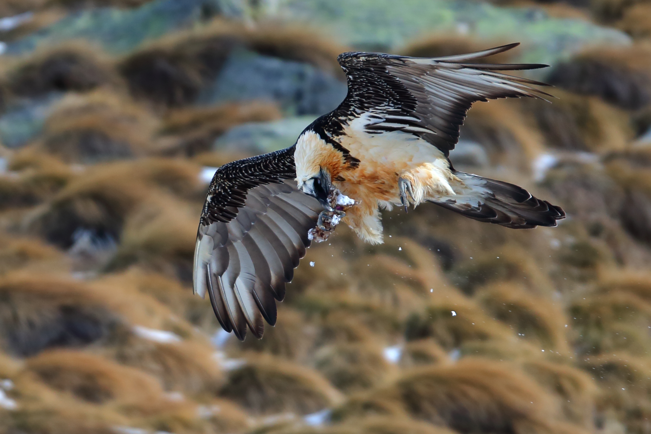 Il passaggio tra il becco e la zampa
