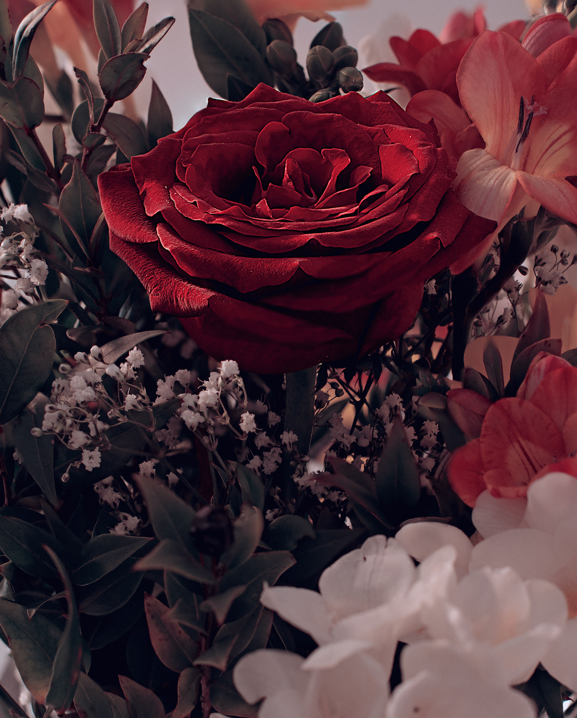 Rasa rosae, pixel shift + focus stacking