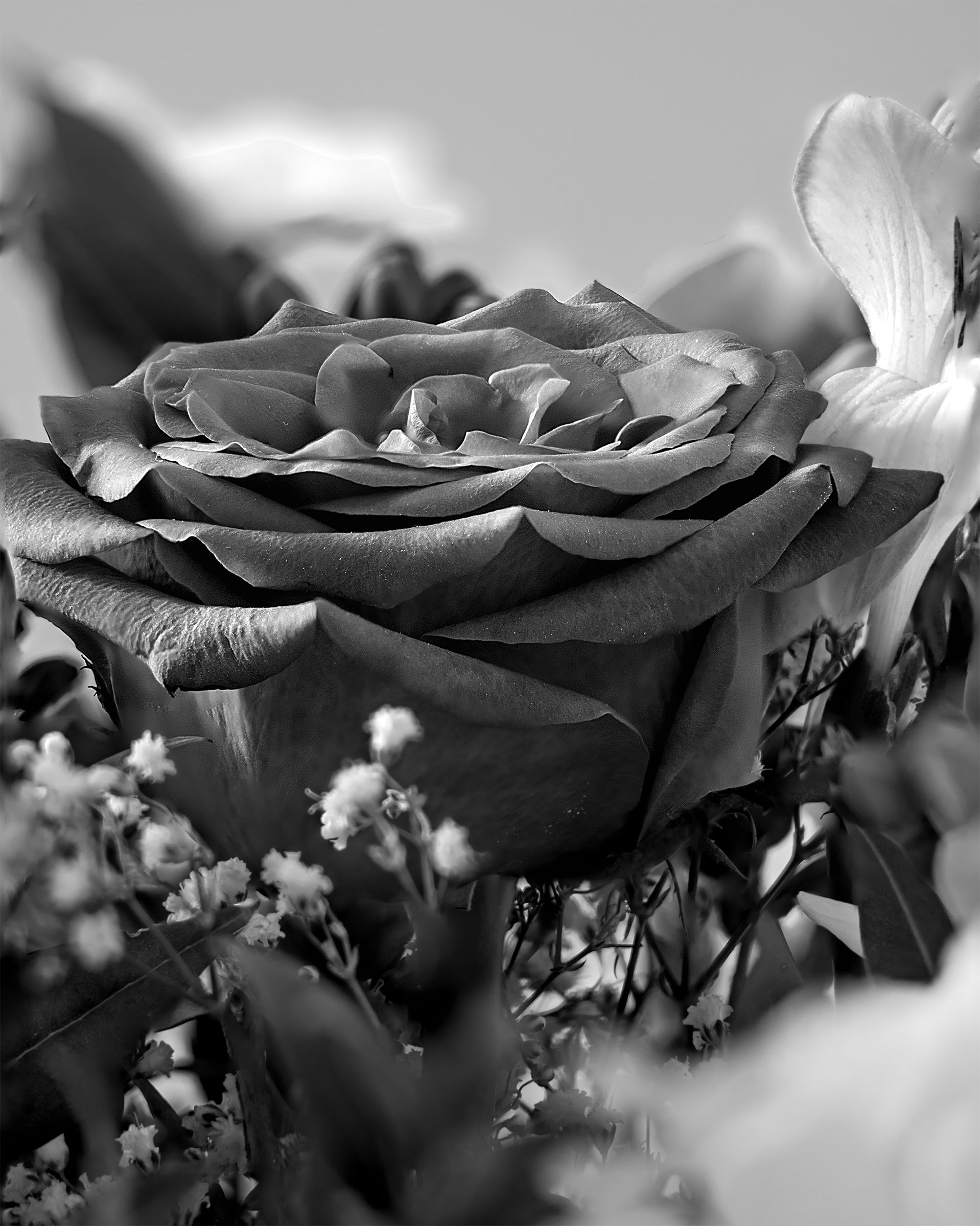 Rosa rosae, pixel shift + focus stacking BN