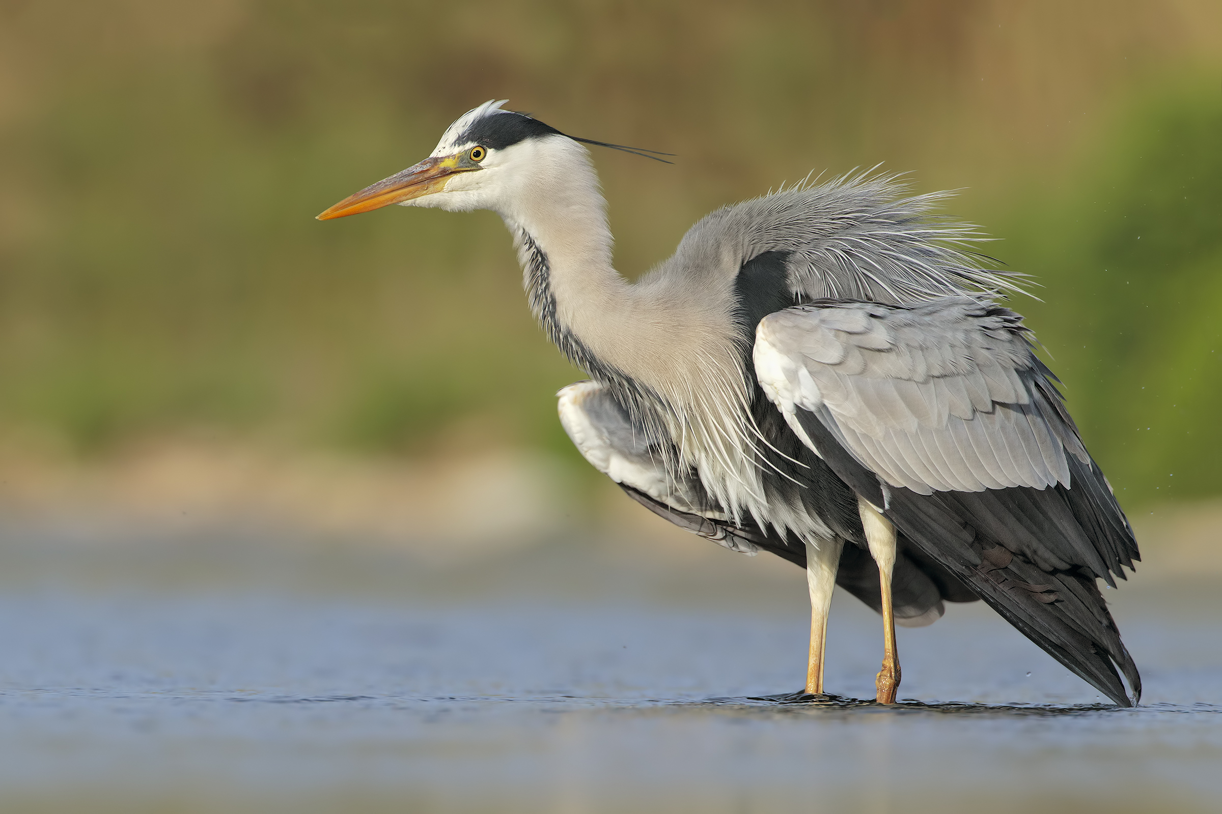Gray heron