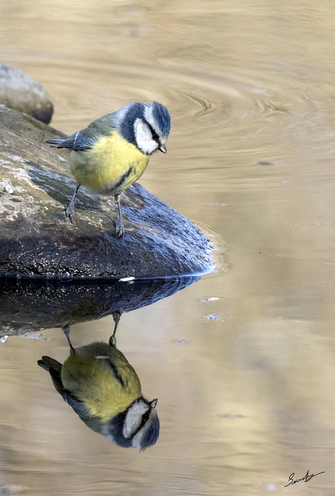 Riflessi di una Cinciarella
