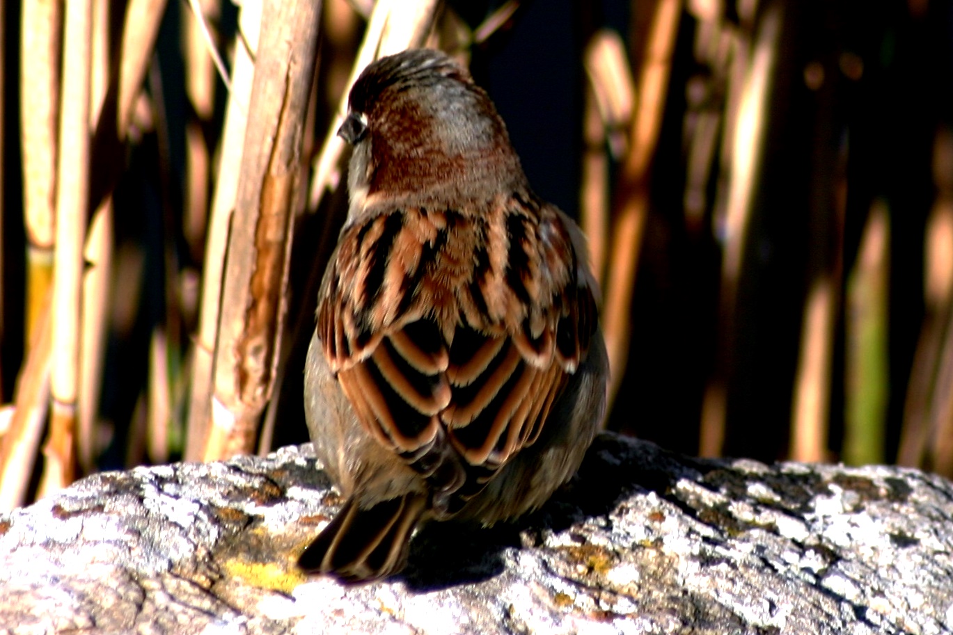 The sparrow is camouflaged