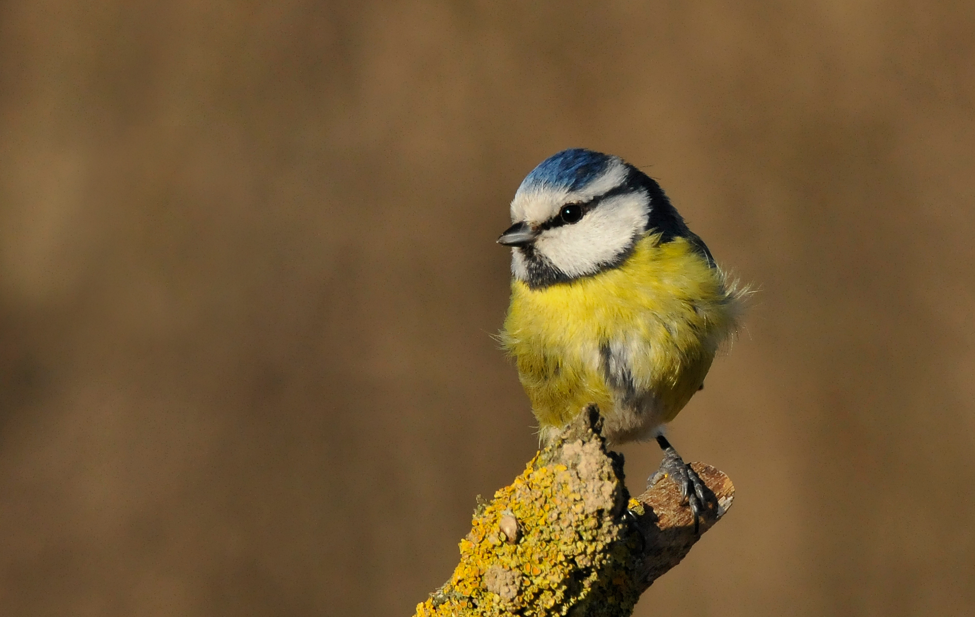 Cinciarella al tramonto