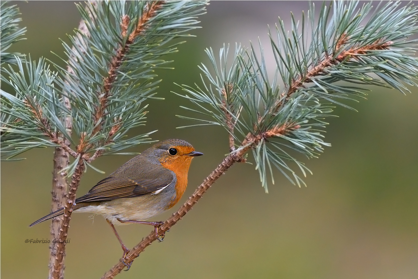 Pettirosso (Erithacus rubecula)