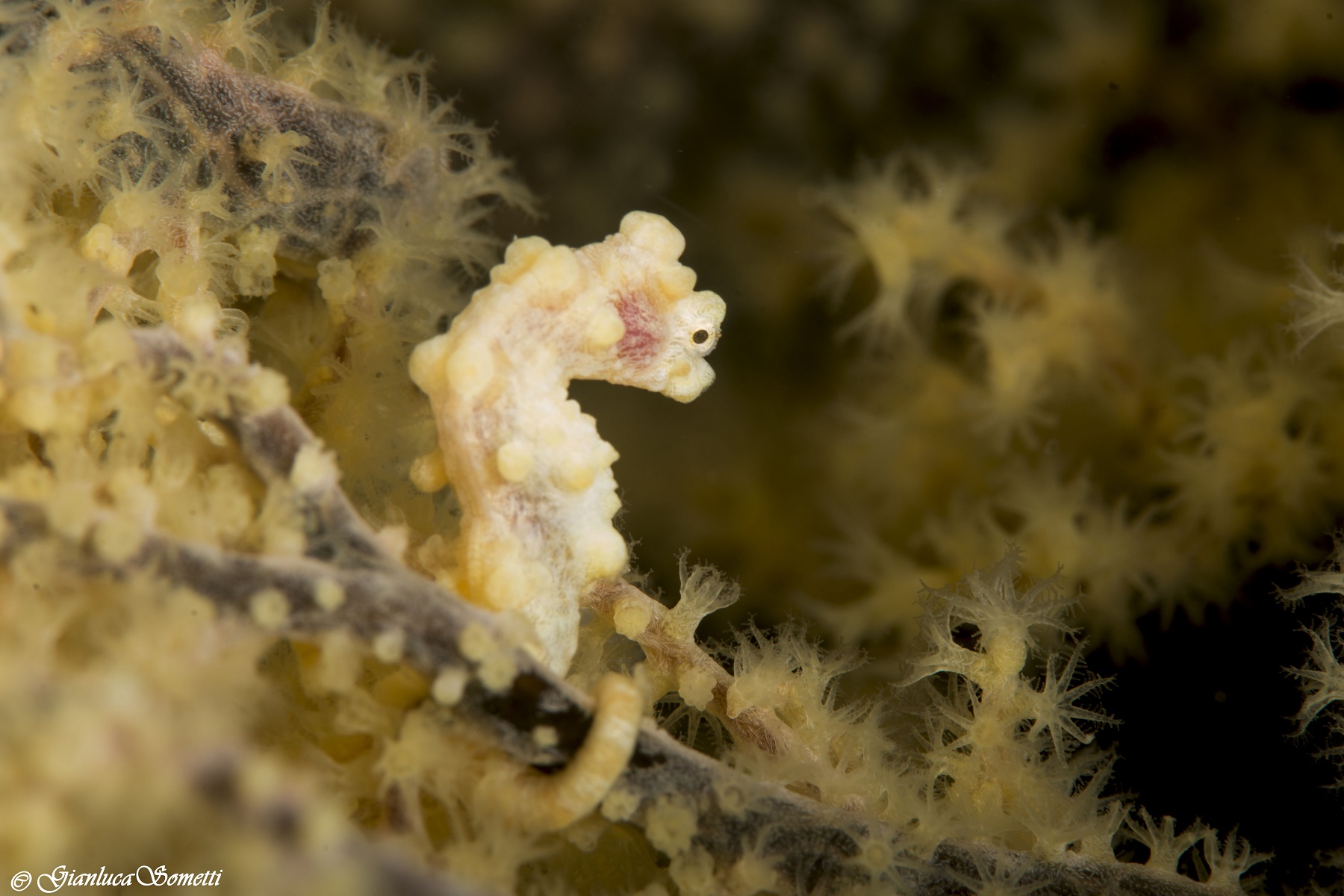 Yellow pigmy sea horse