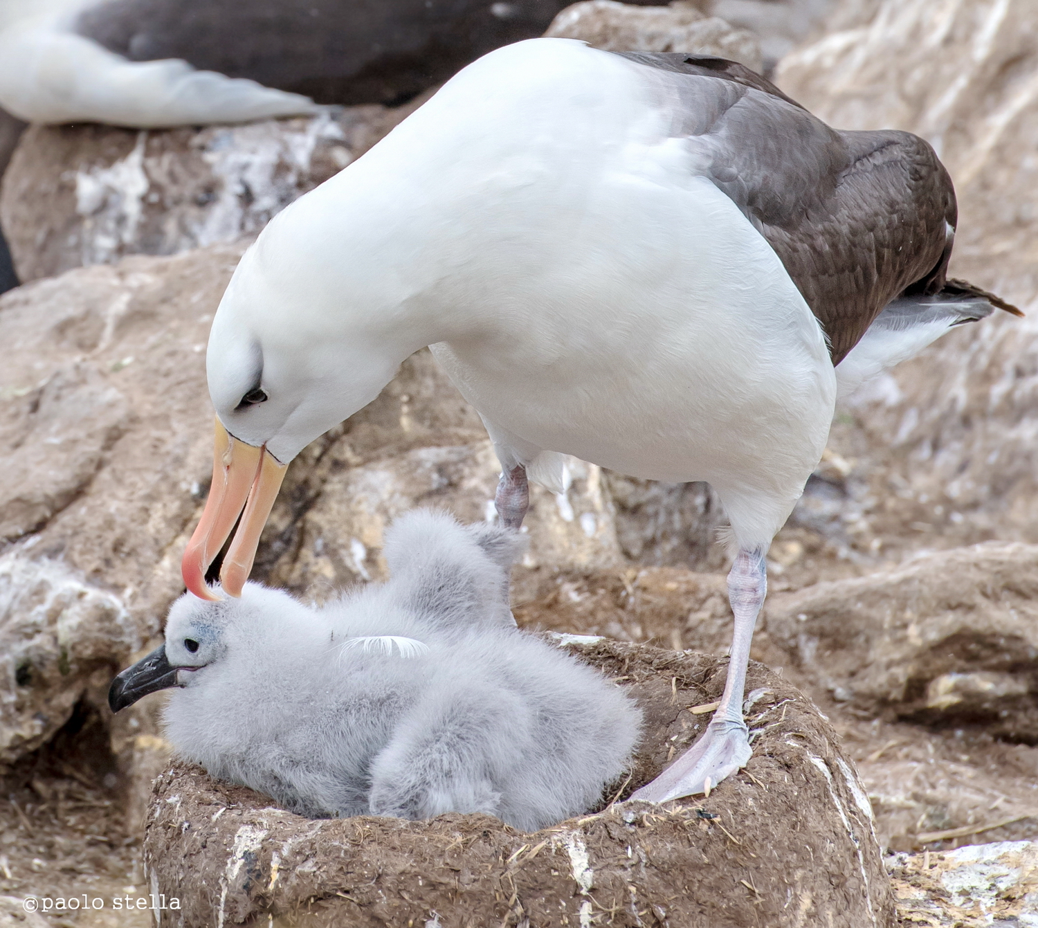 albatross nesting