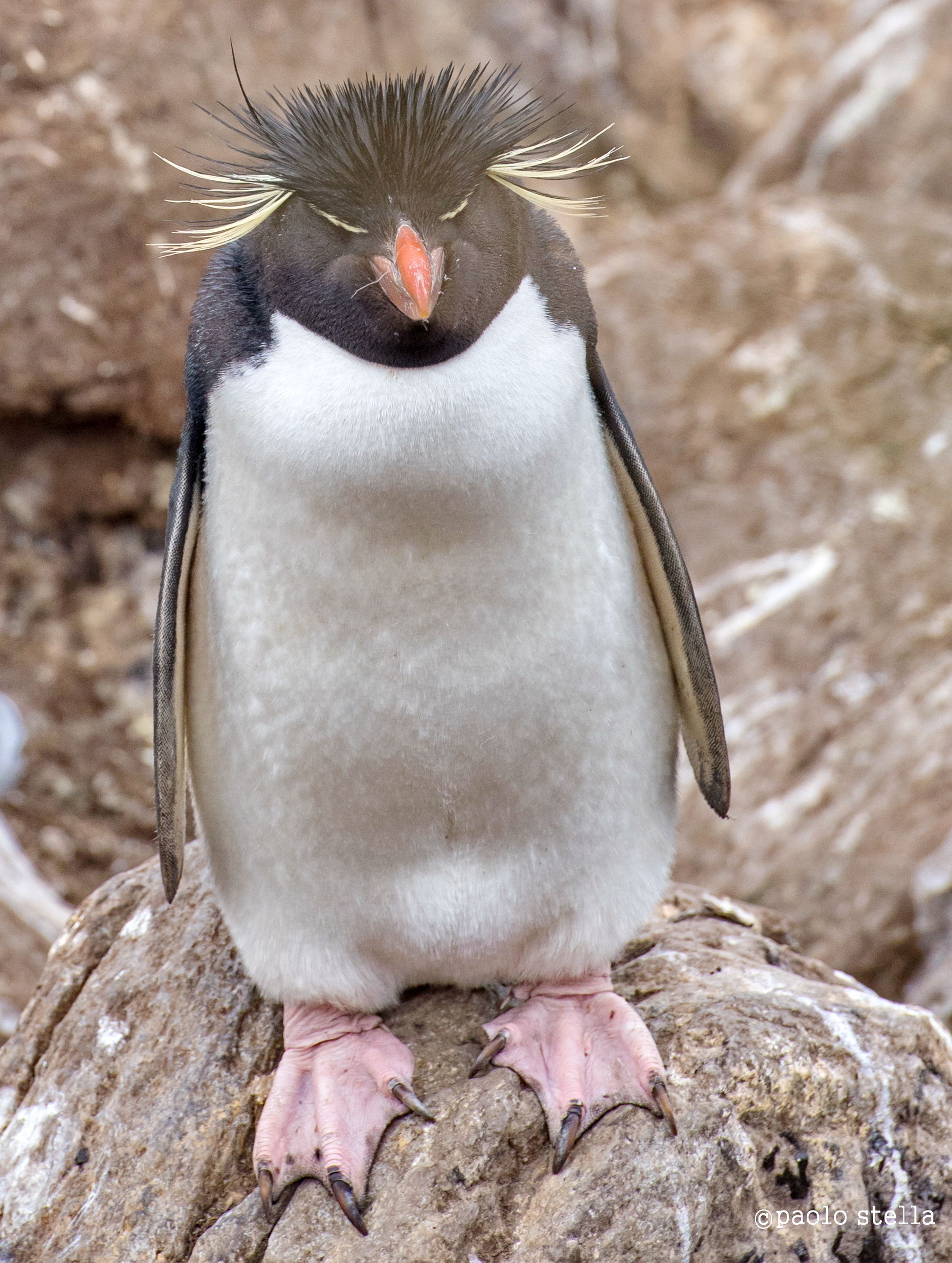 Rockhopper