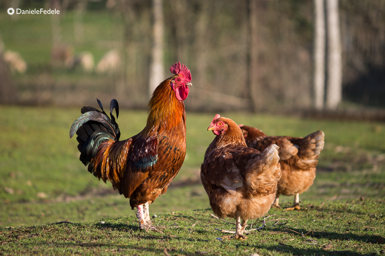 Rooster & Hens