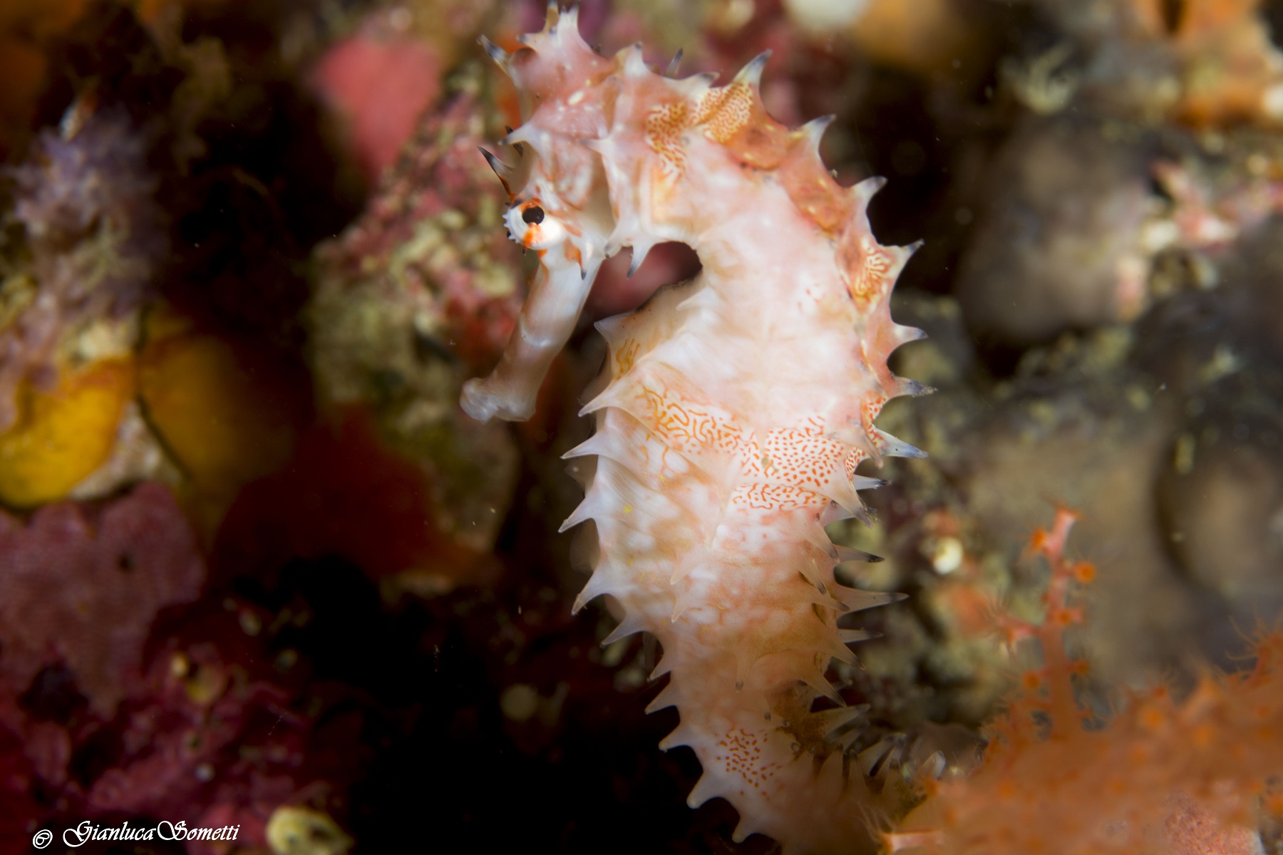 sea horse