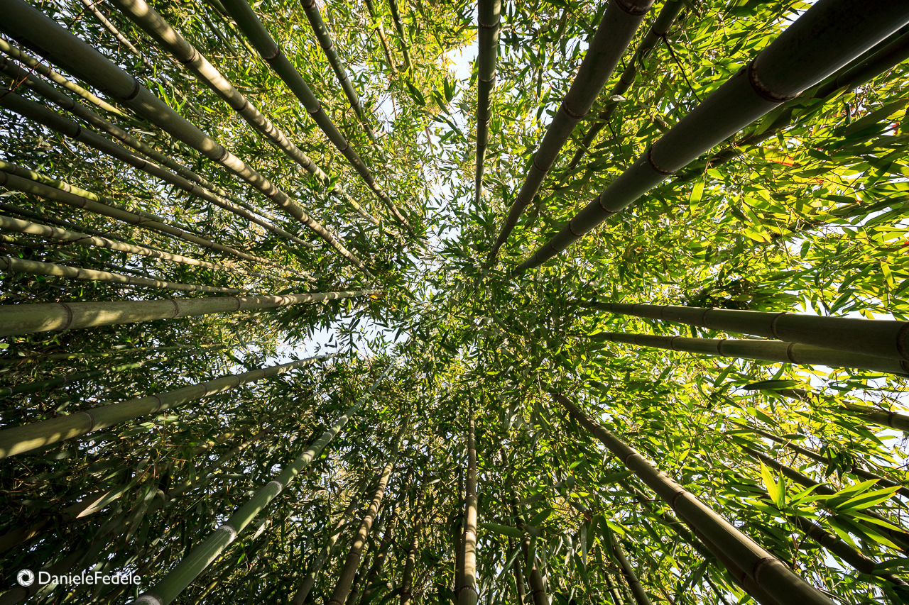 Bamboo