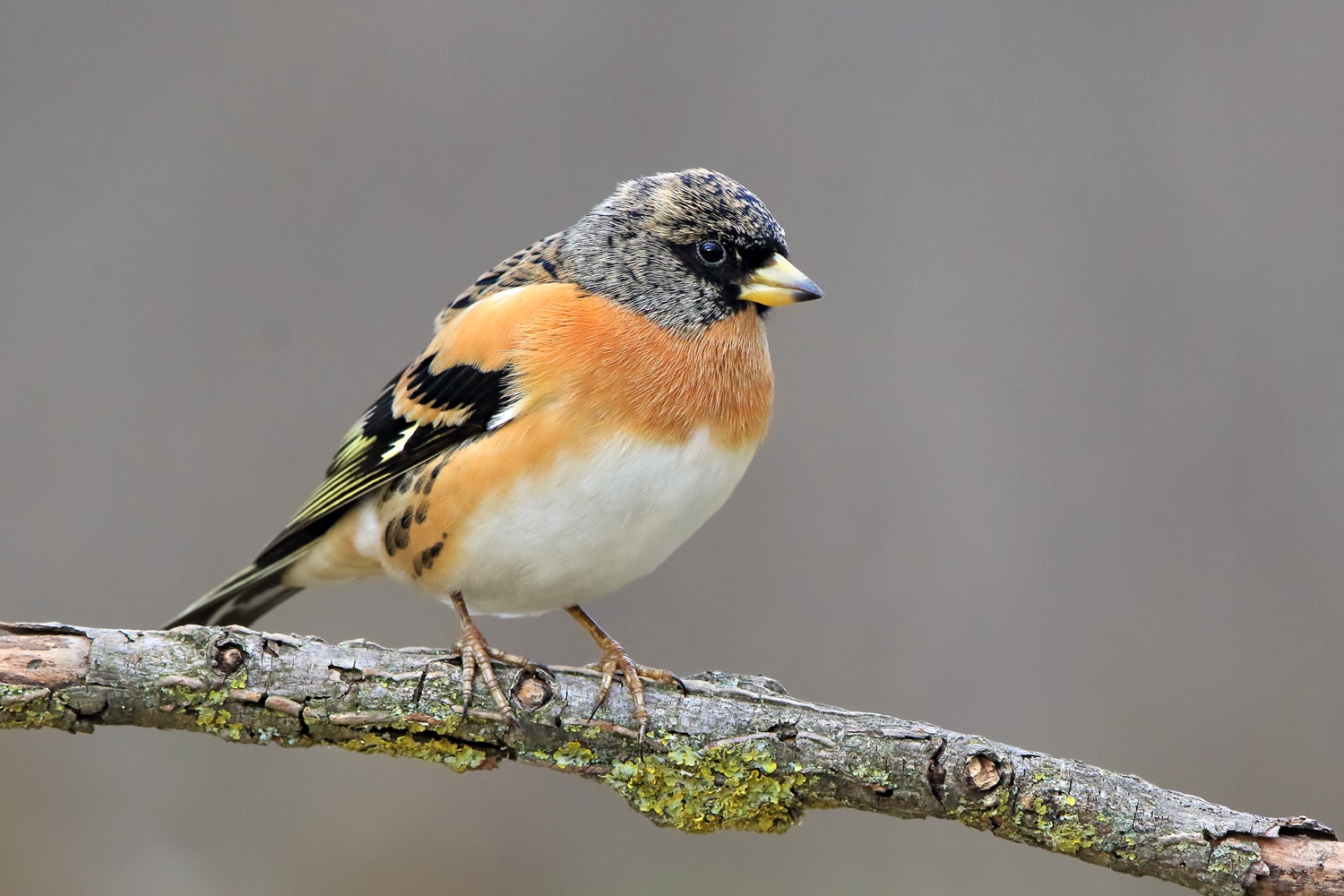 Brambling