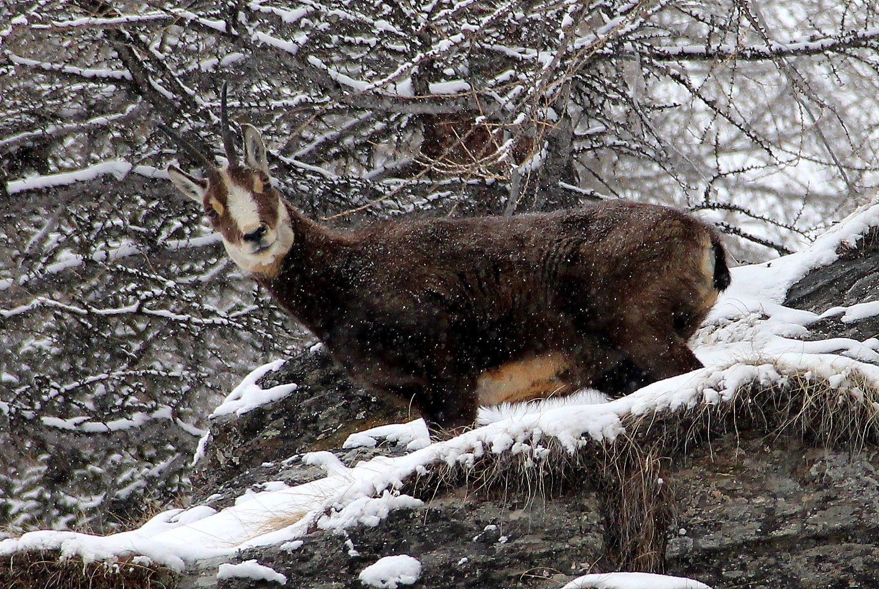 Chamois