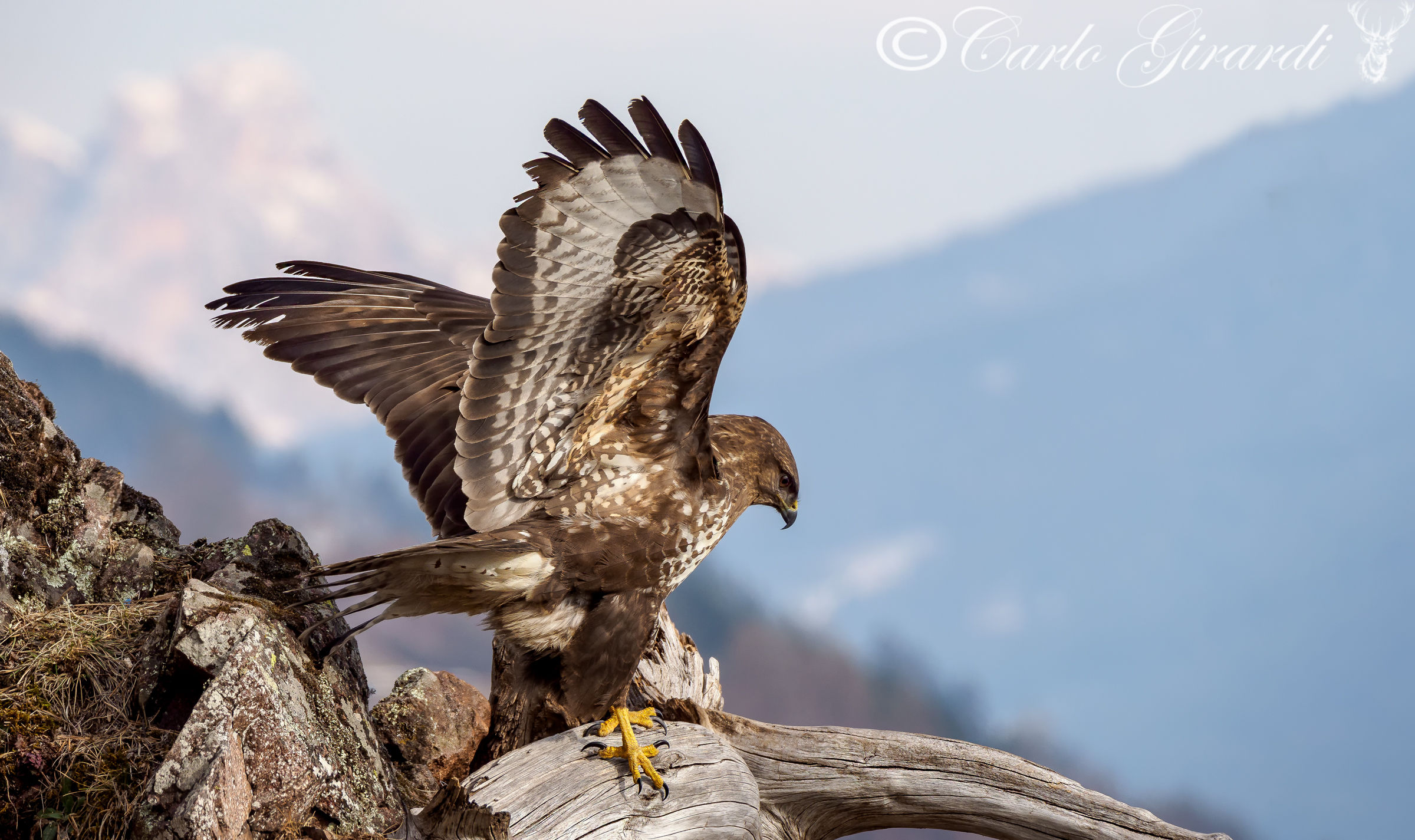 Buteo Buteo