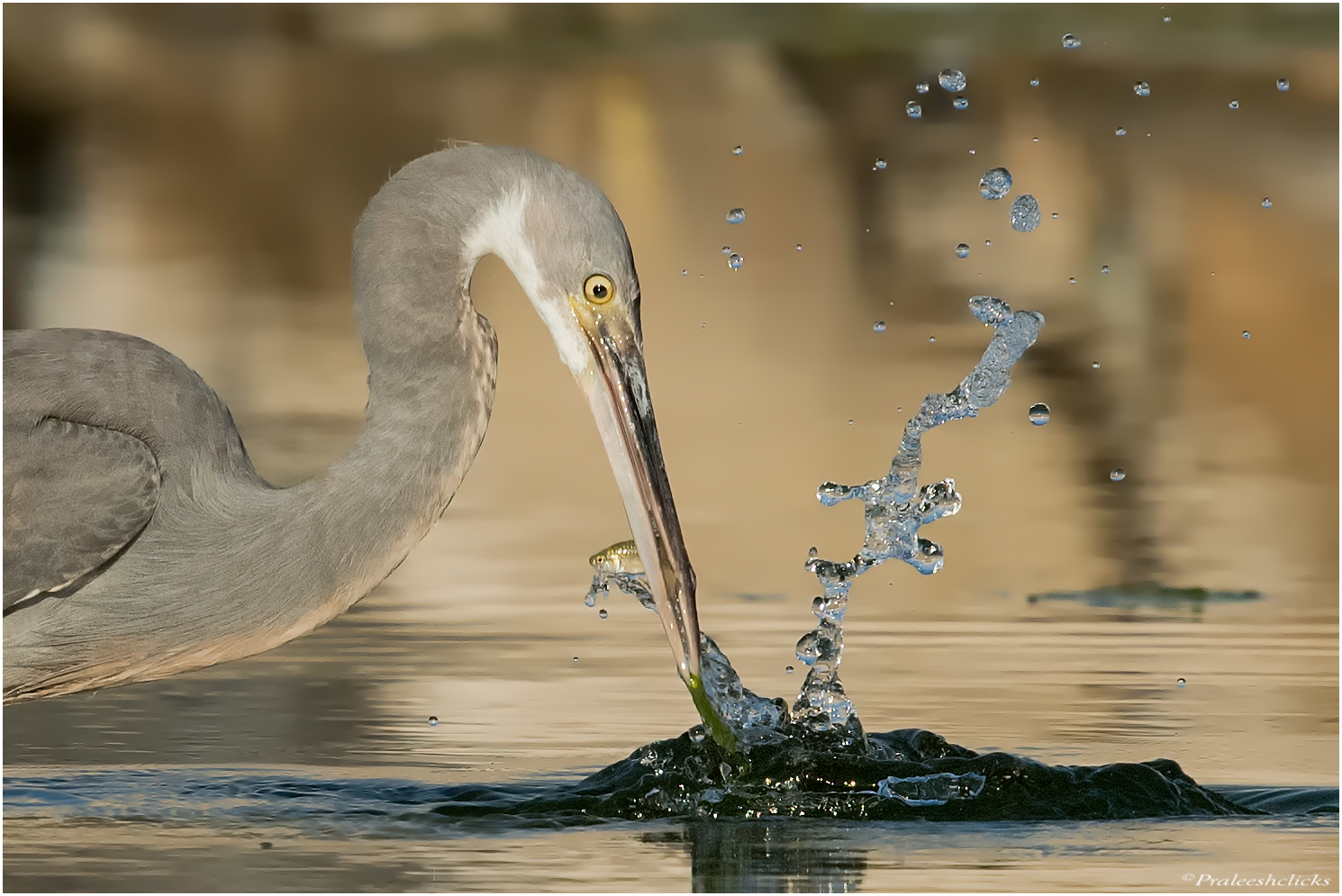 Airone della barriera corallina occidentale - Black Morph
