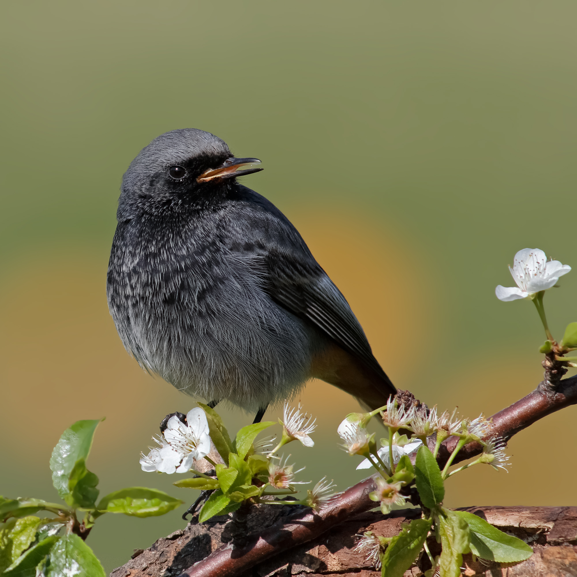 Ma..siamo a febbraio?