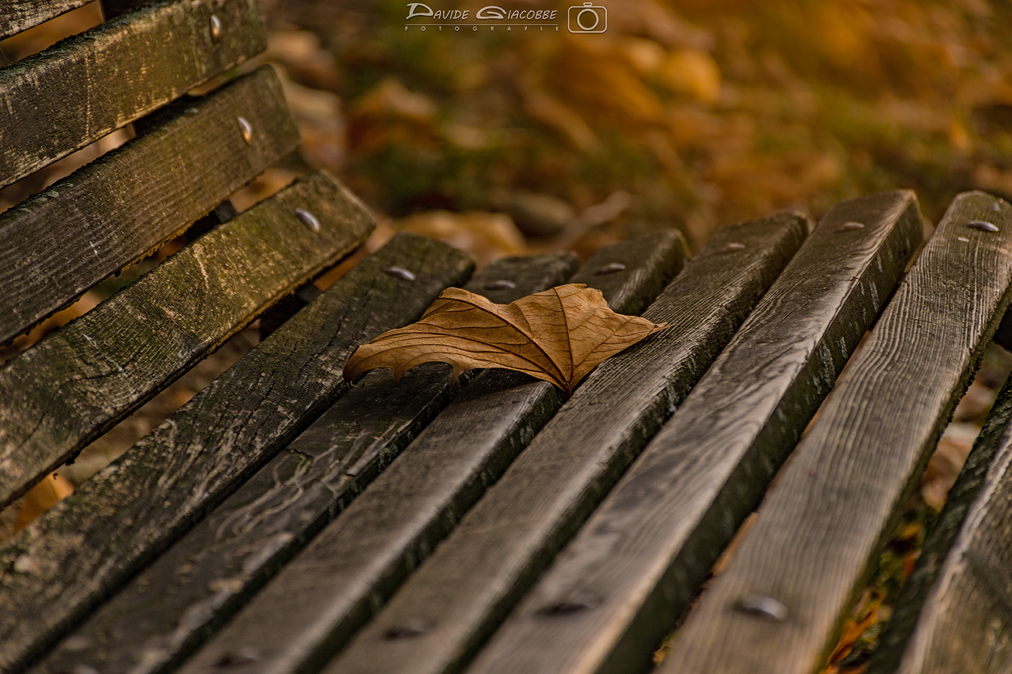 autumn that persists