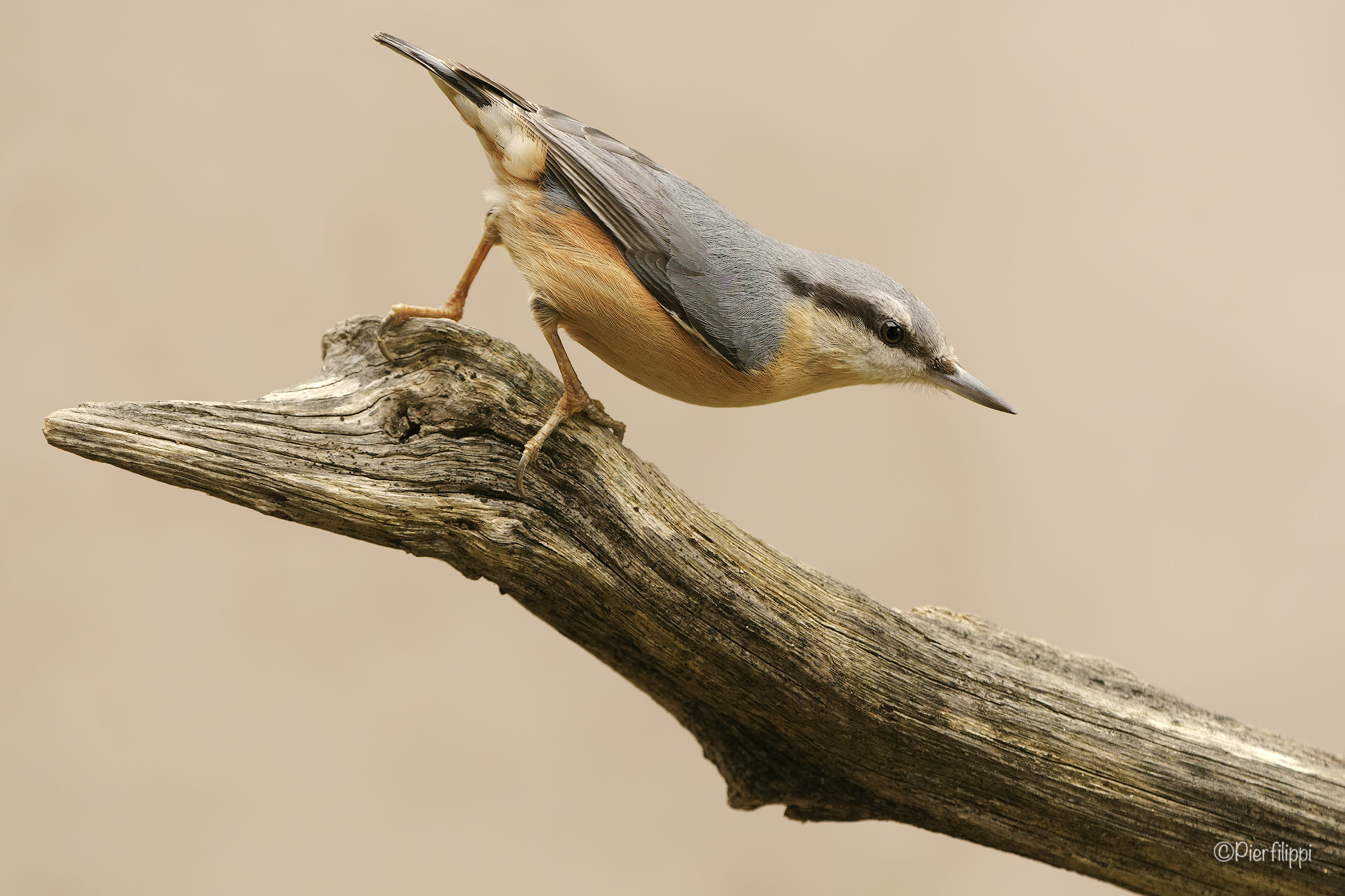 Woodpecker Mason (sitta europaea)