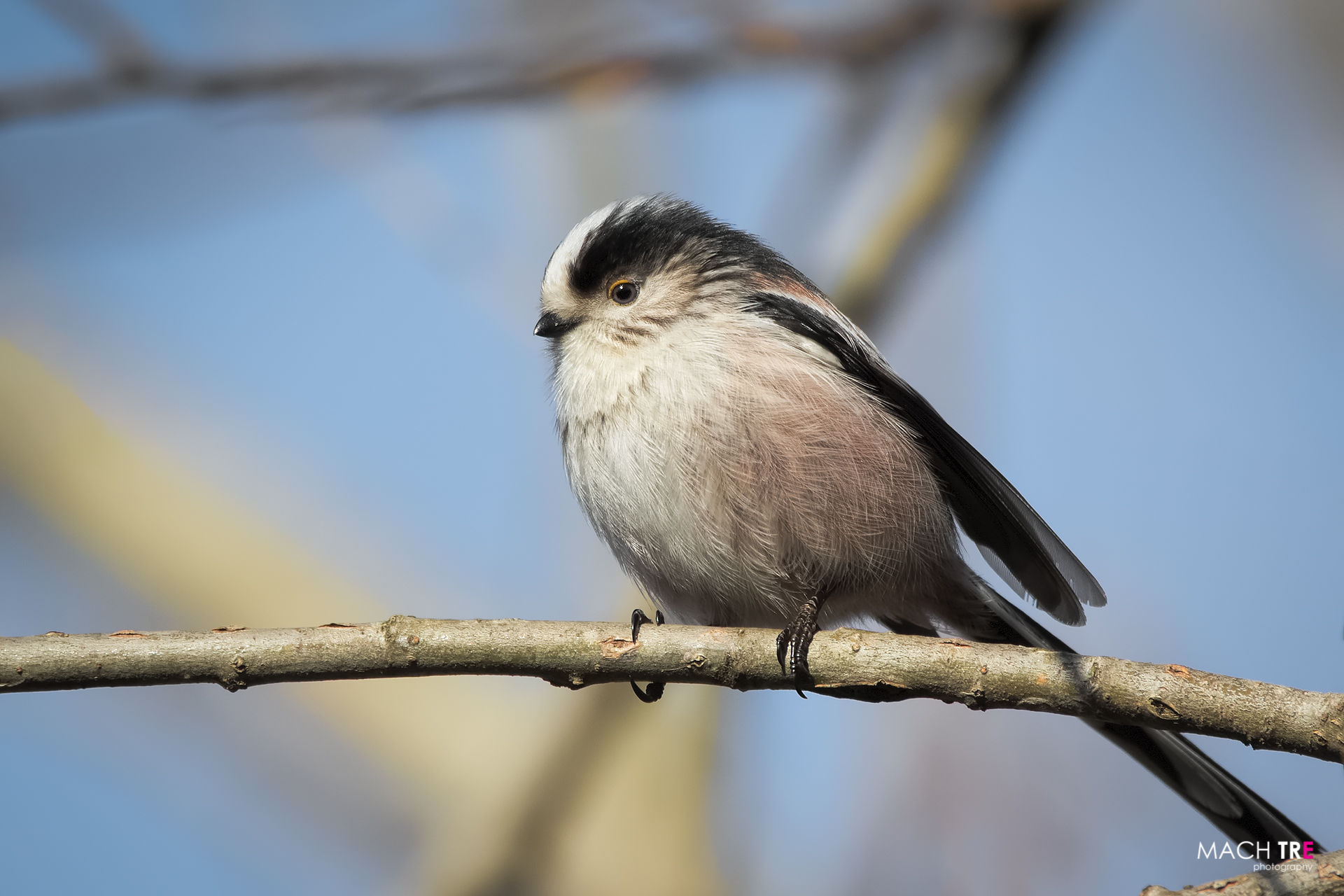 Long-tailed tit (Aegithalos caudatus)