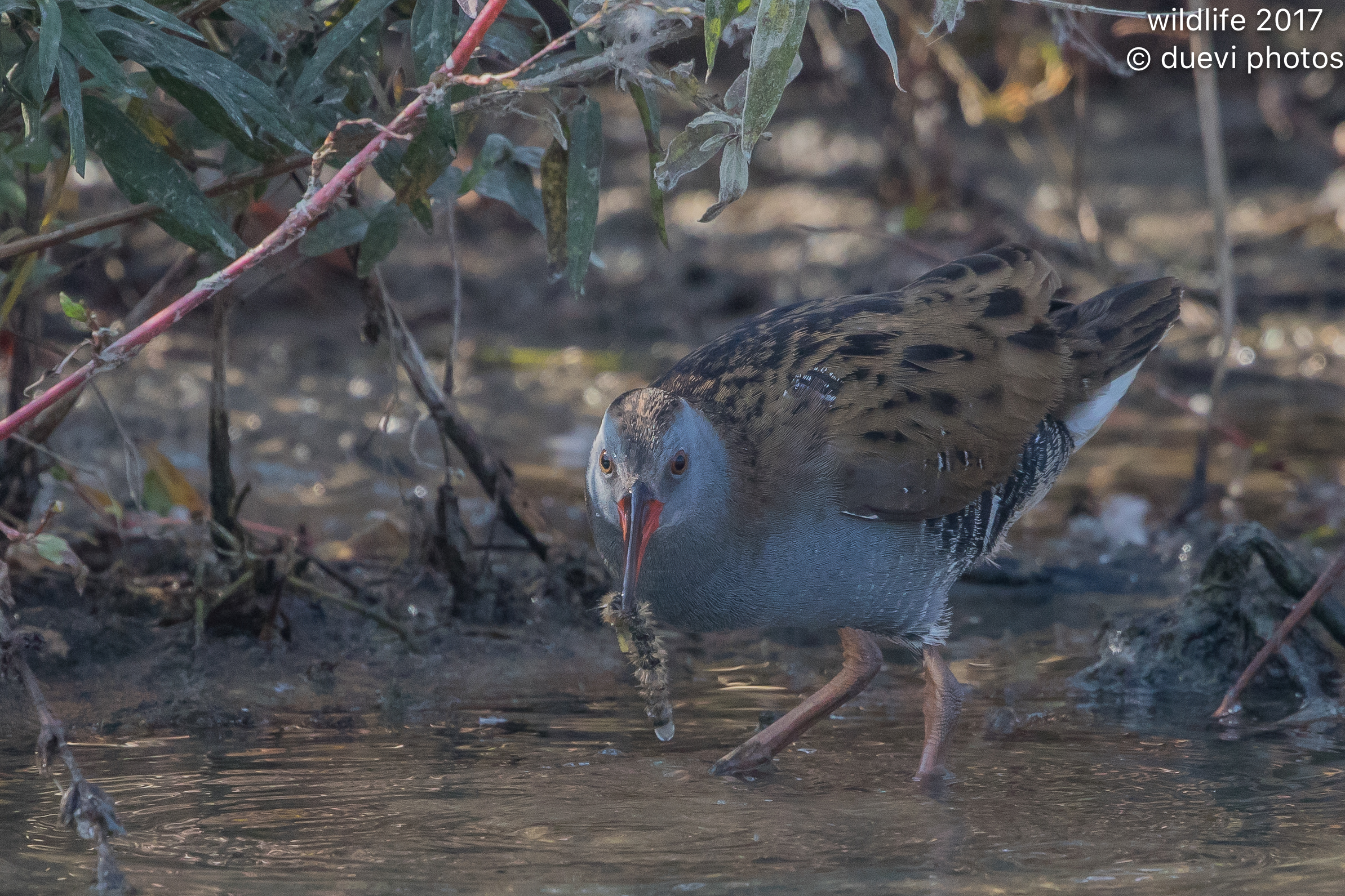 Water Rail