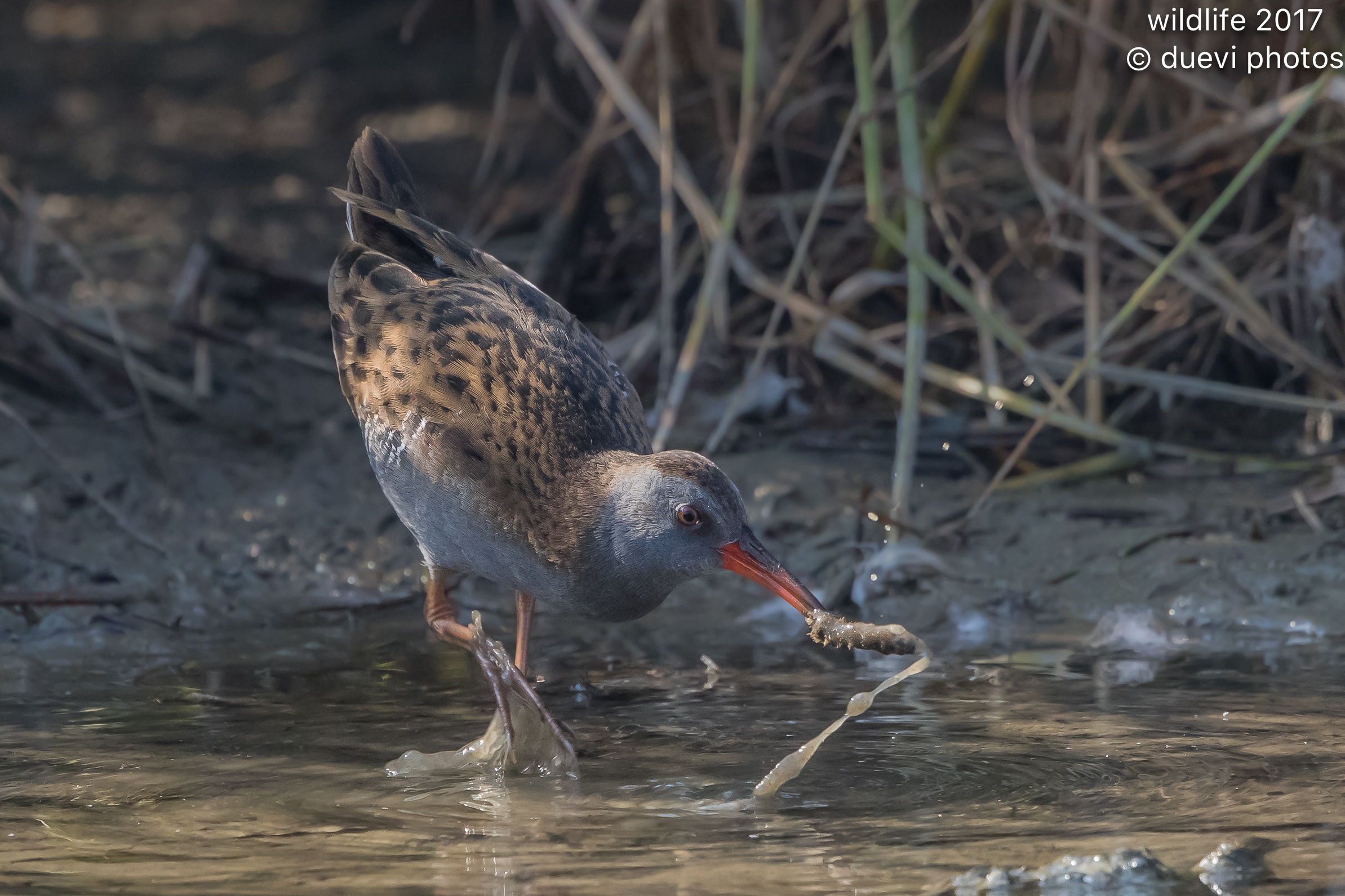 Water Rail