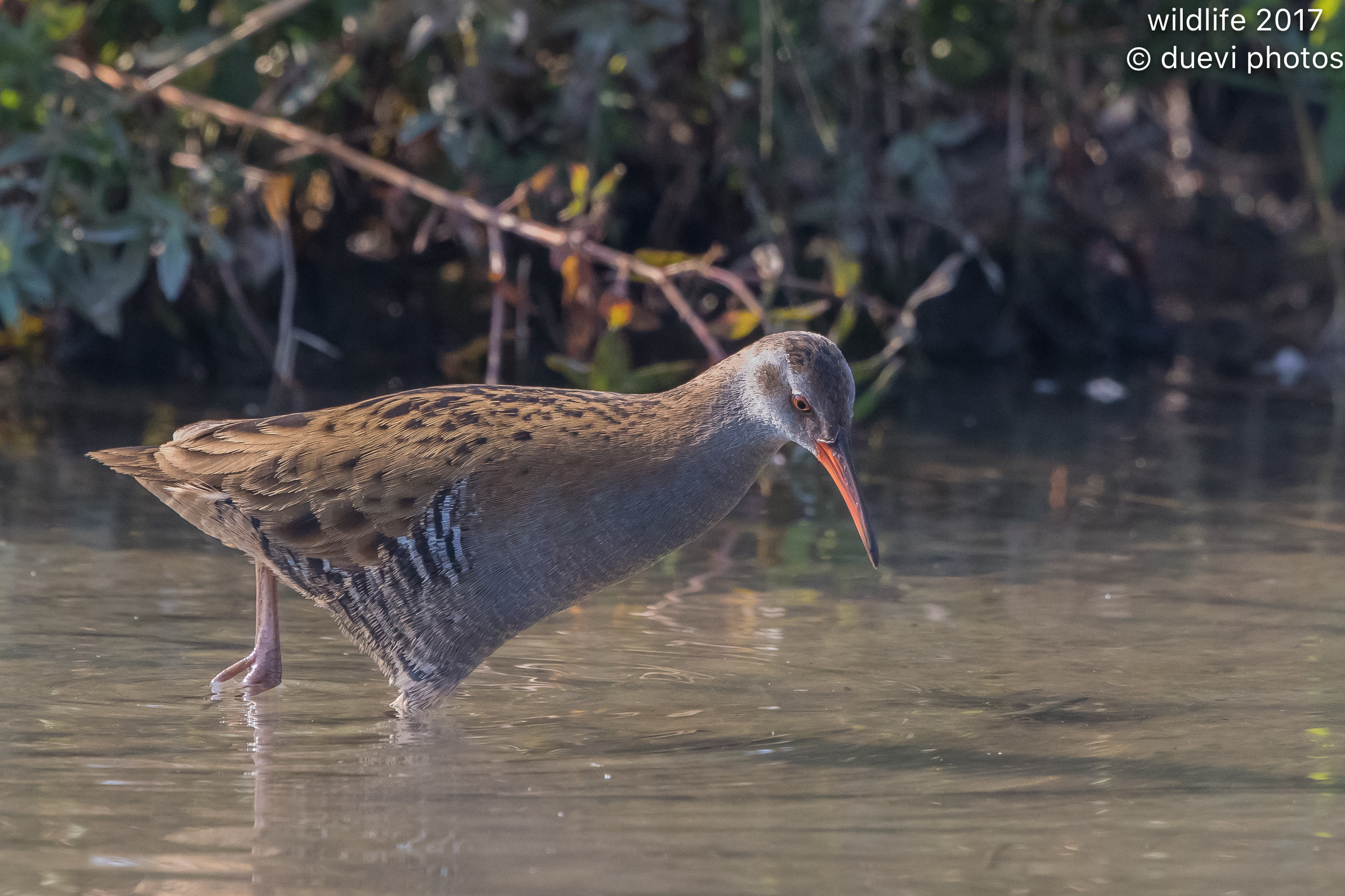 Water Rail