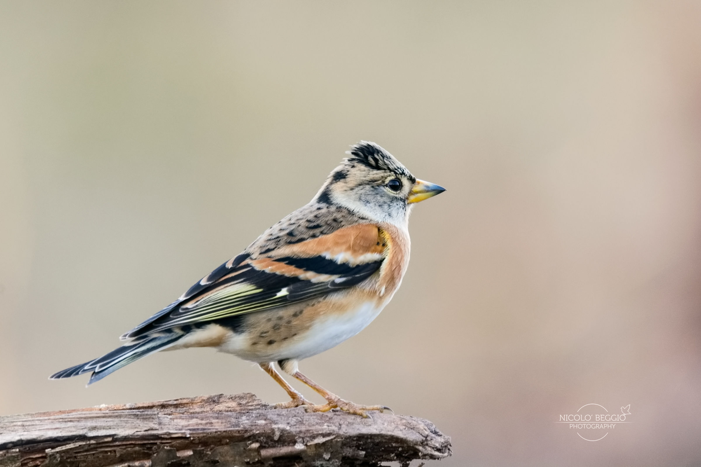 Brambling
