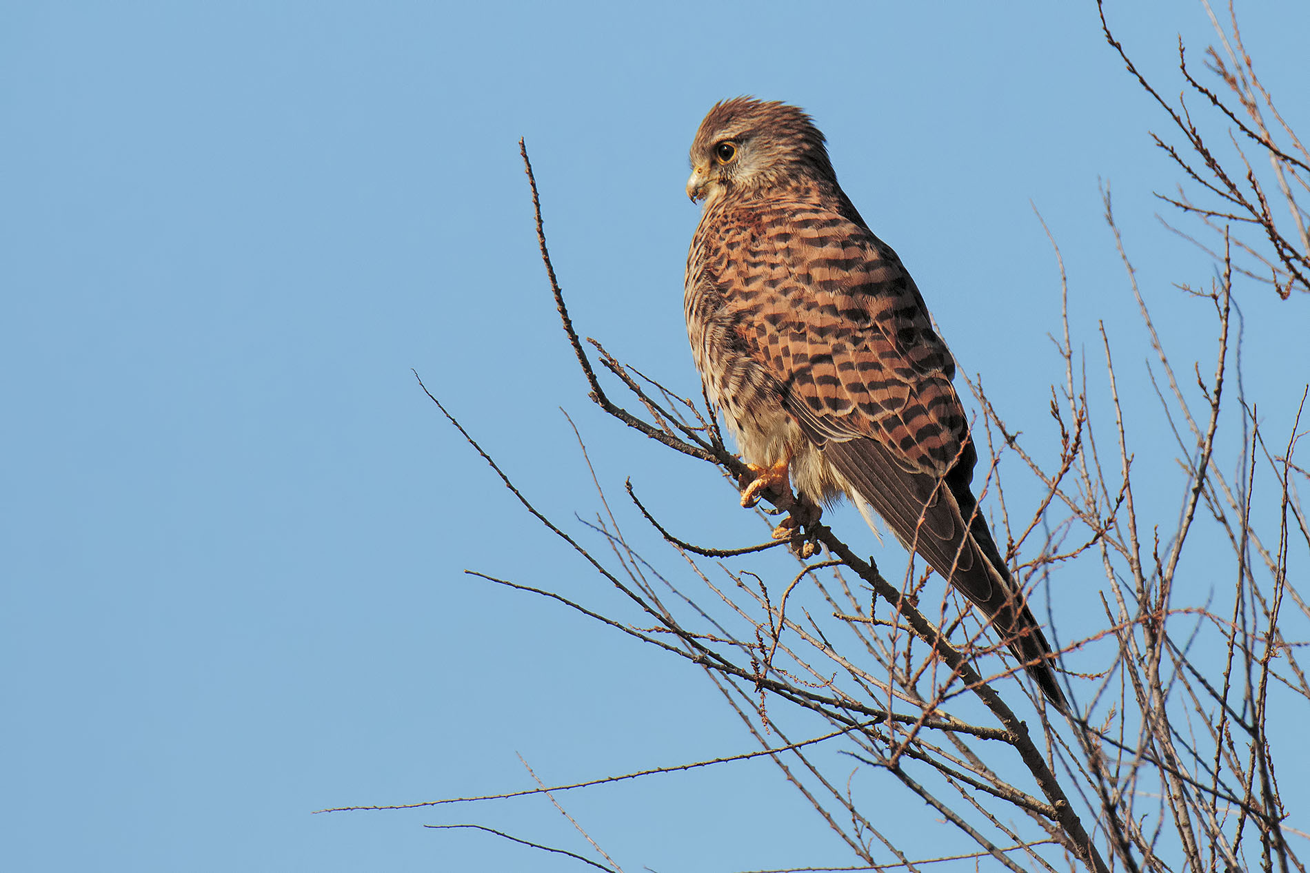 Kestrel