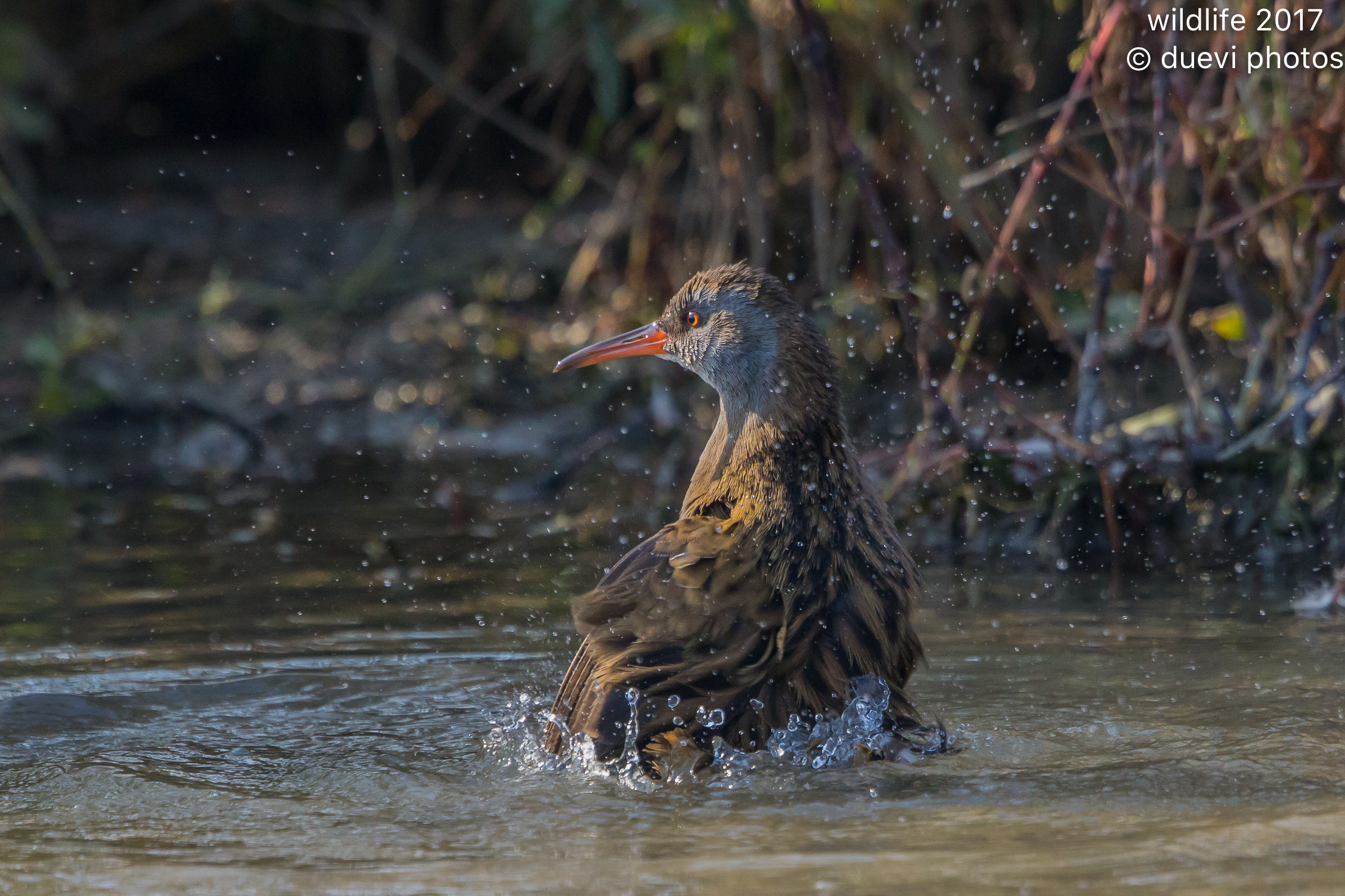 Water Rail