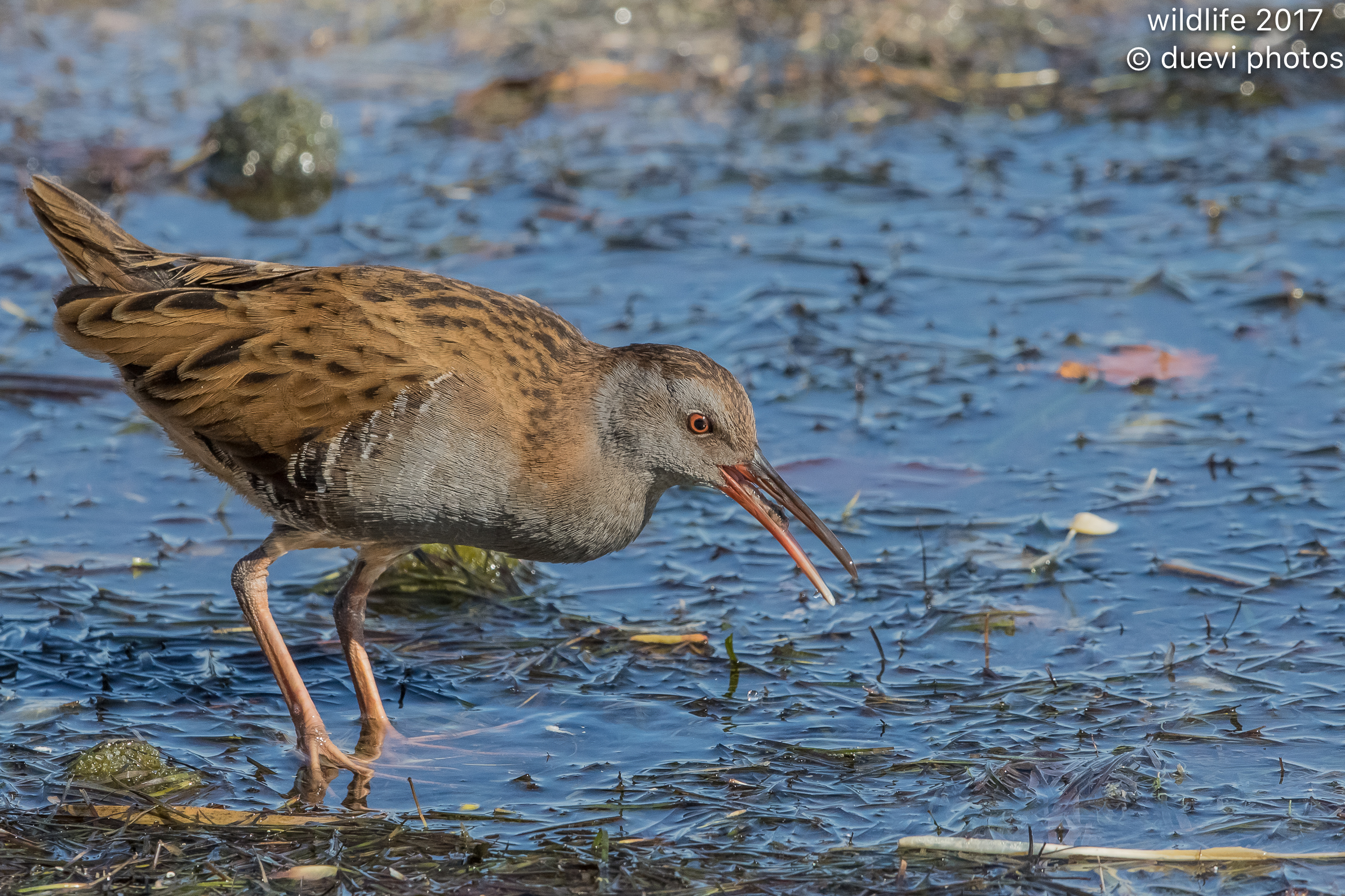 Water Rail