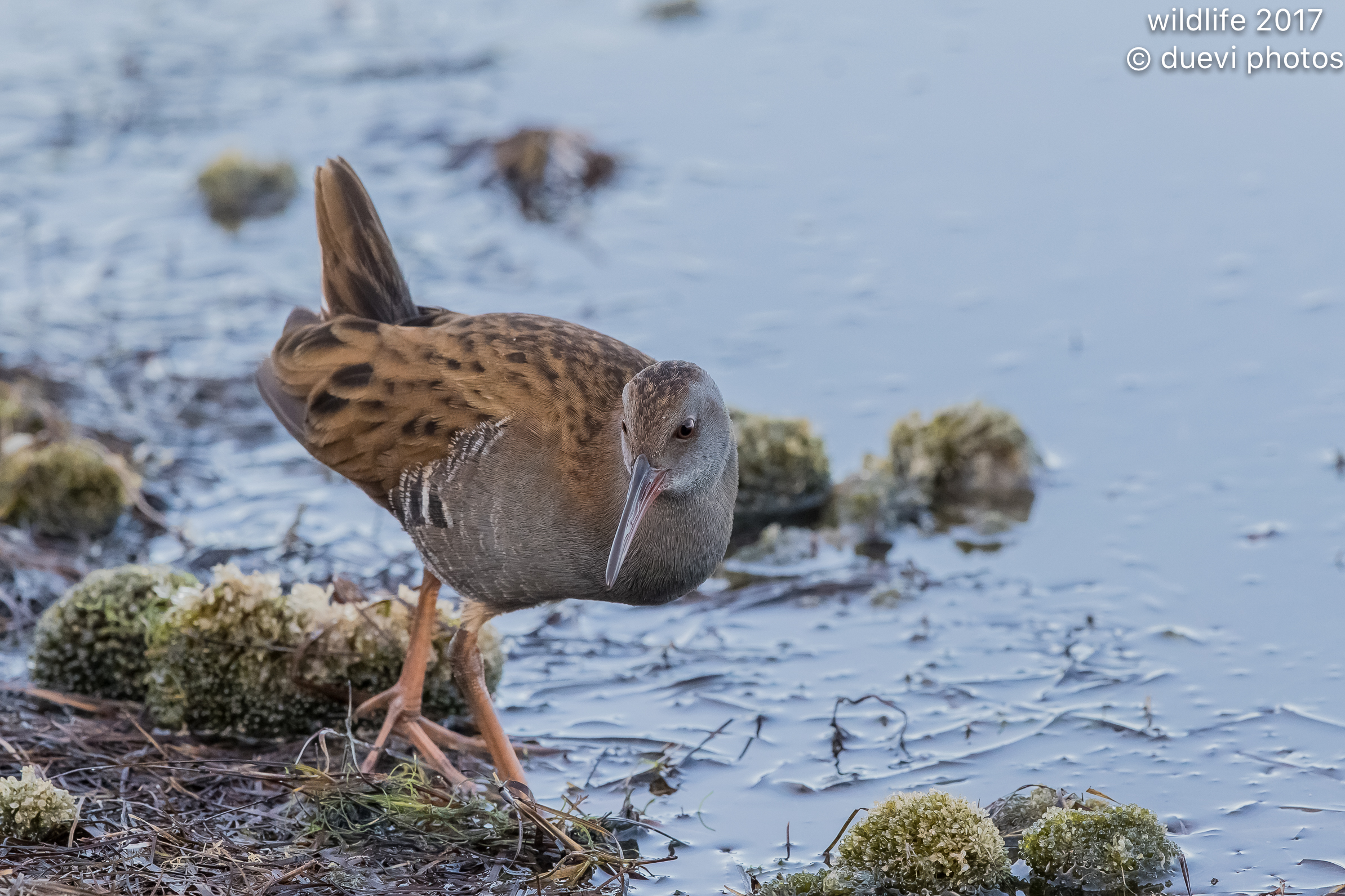 Water Rail