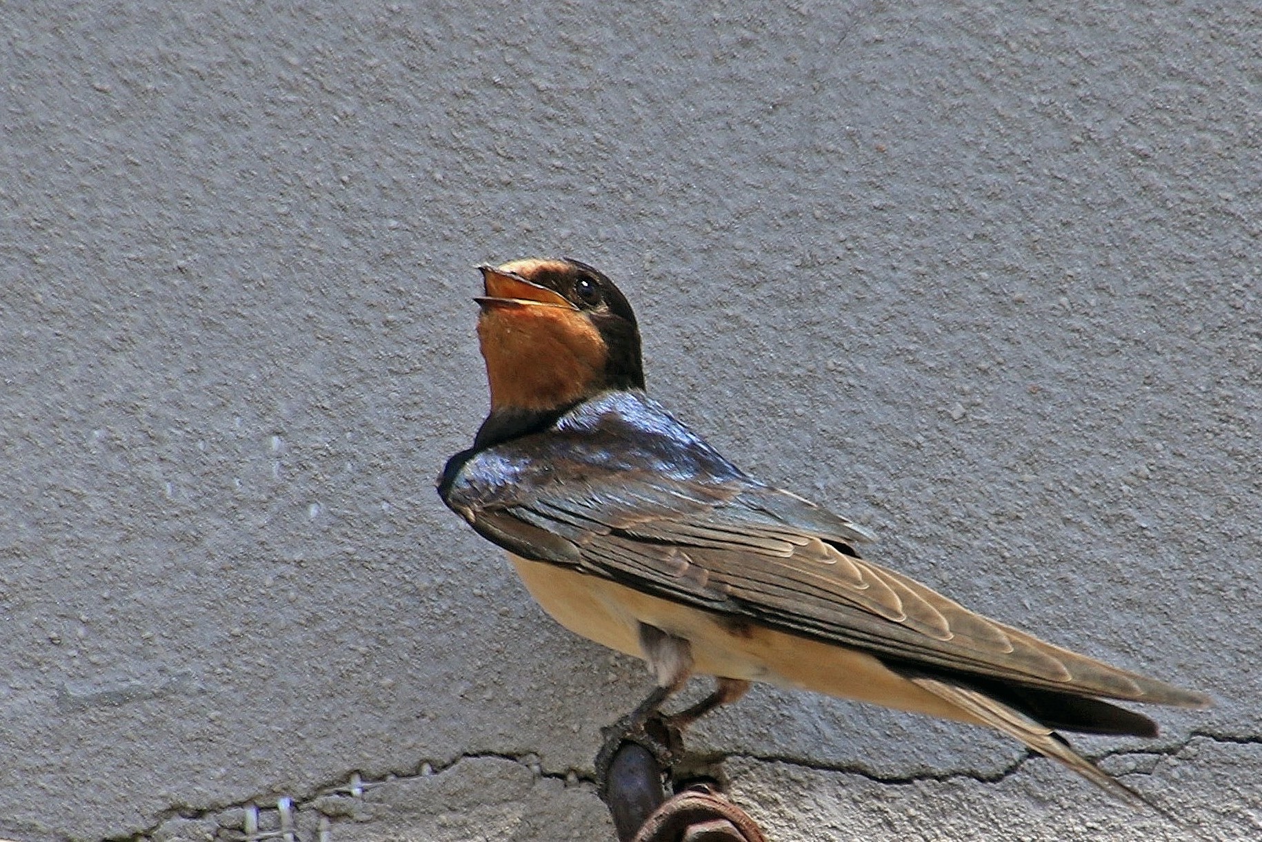Rondine comune (Hirundo rustica)