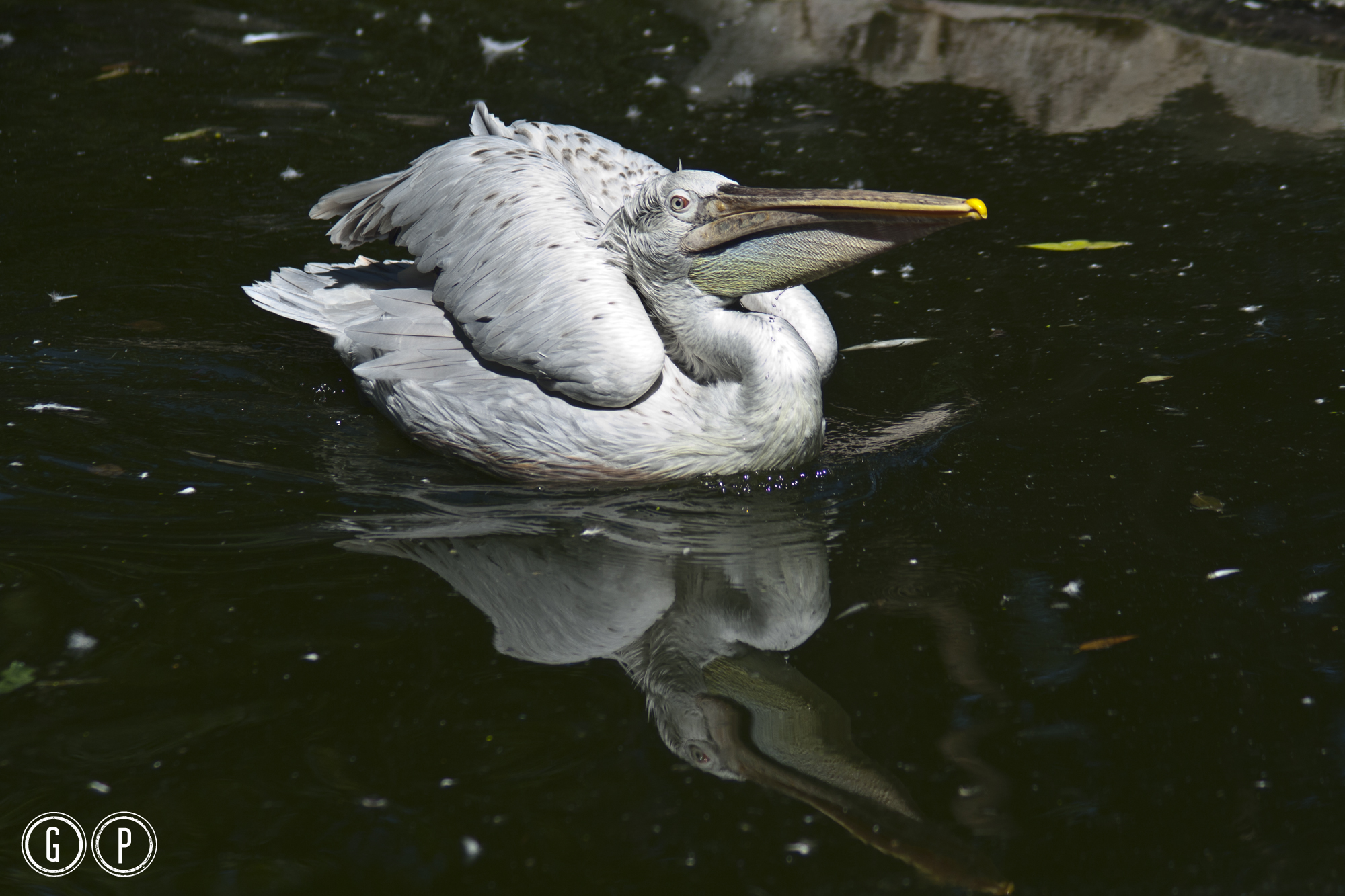 Pelican