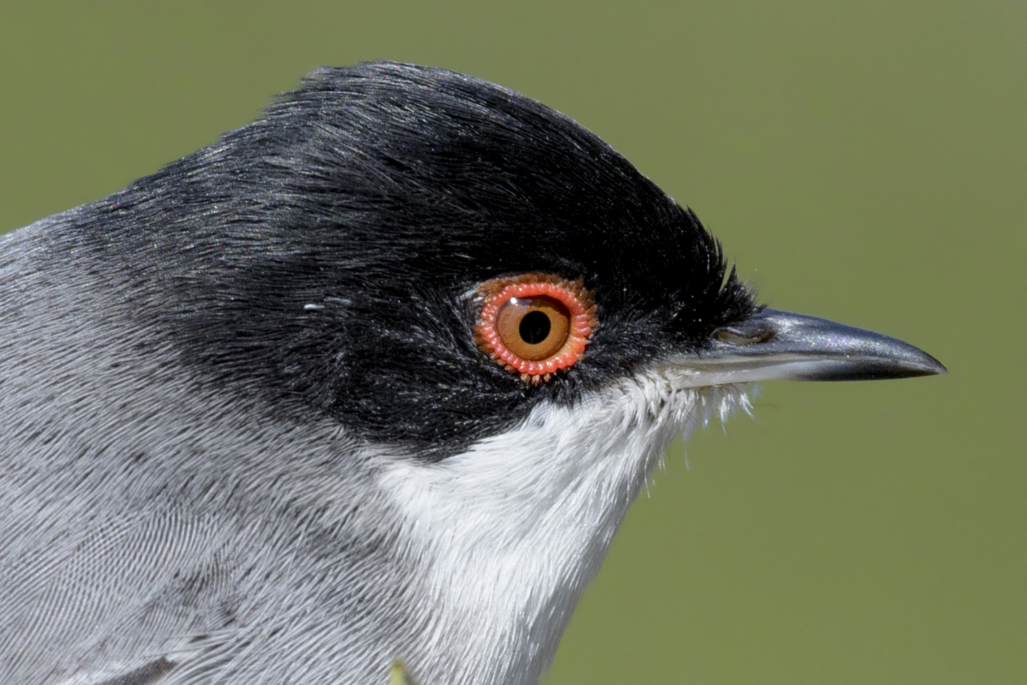 ritratto di Occhiocotto M.