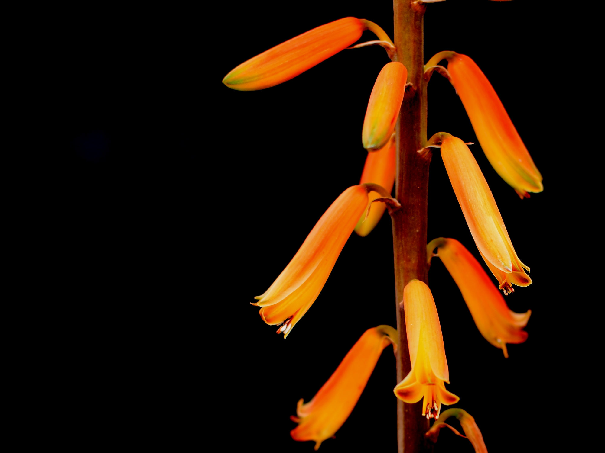 Flower of Aloe vera L.