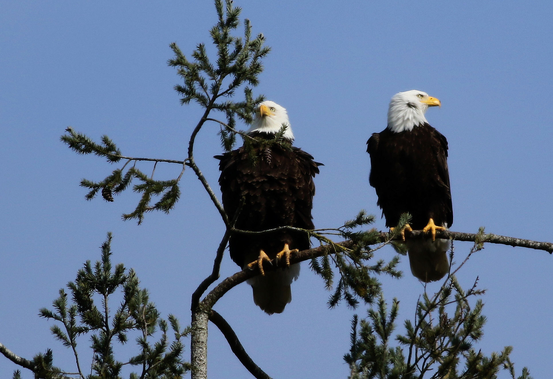 Compagni appesi fuori