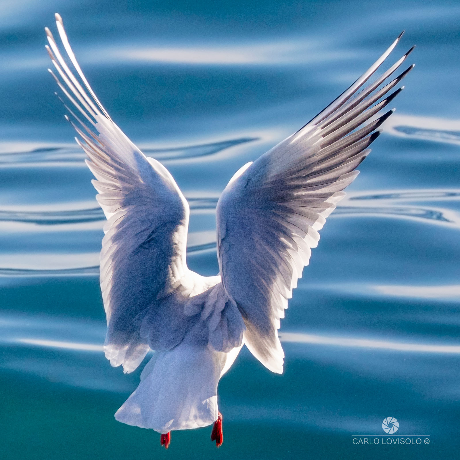 Ligurian sea gull, perhaps the angels exist