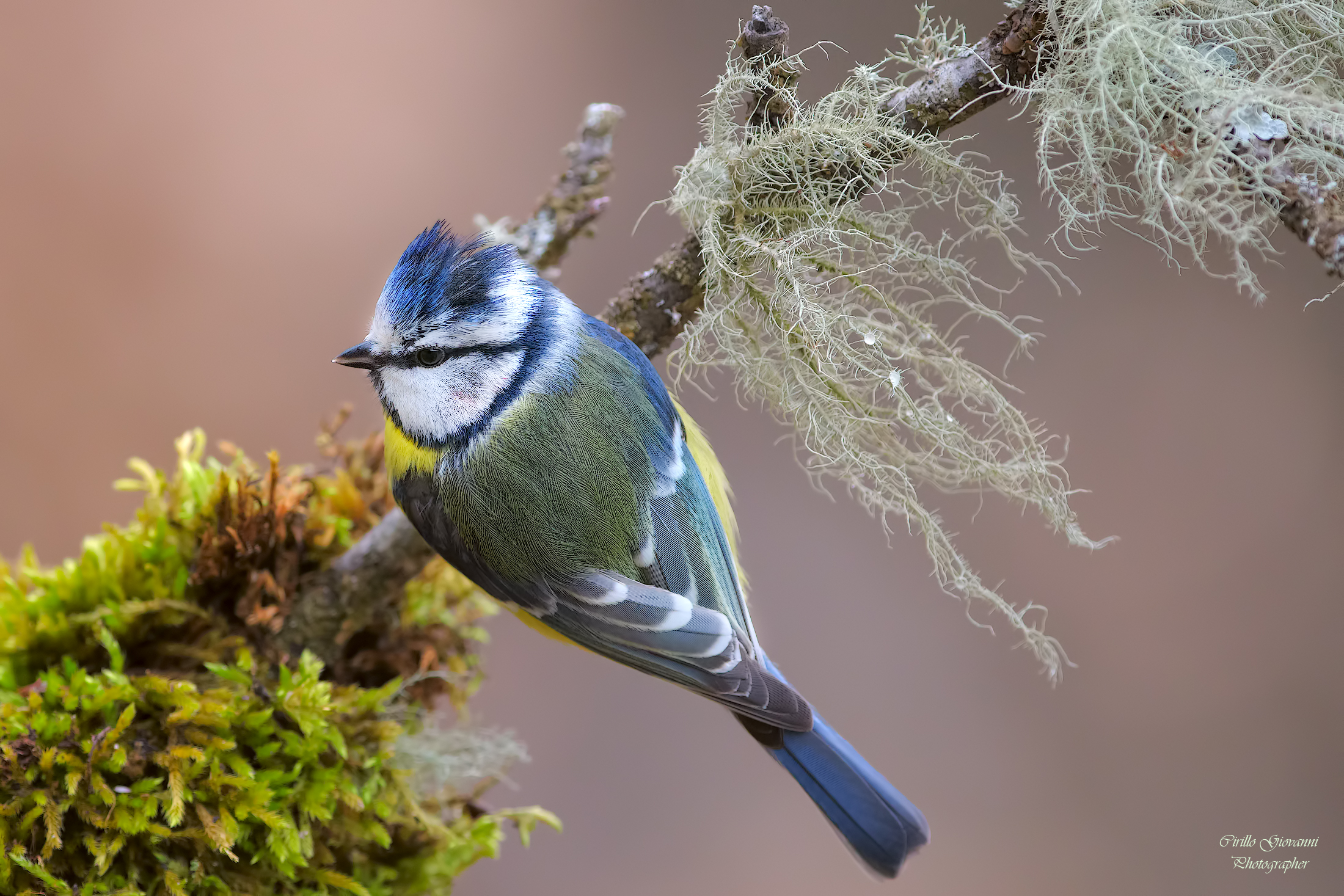 Cinciarella nei suoi colori