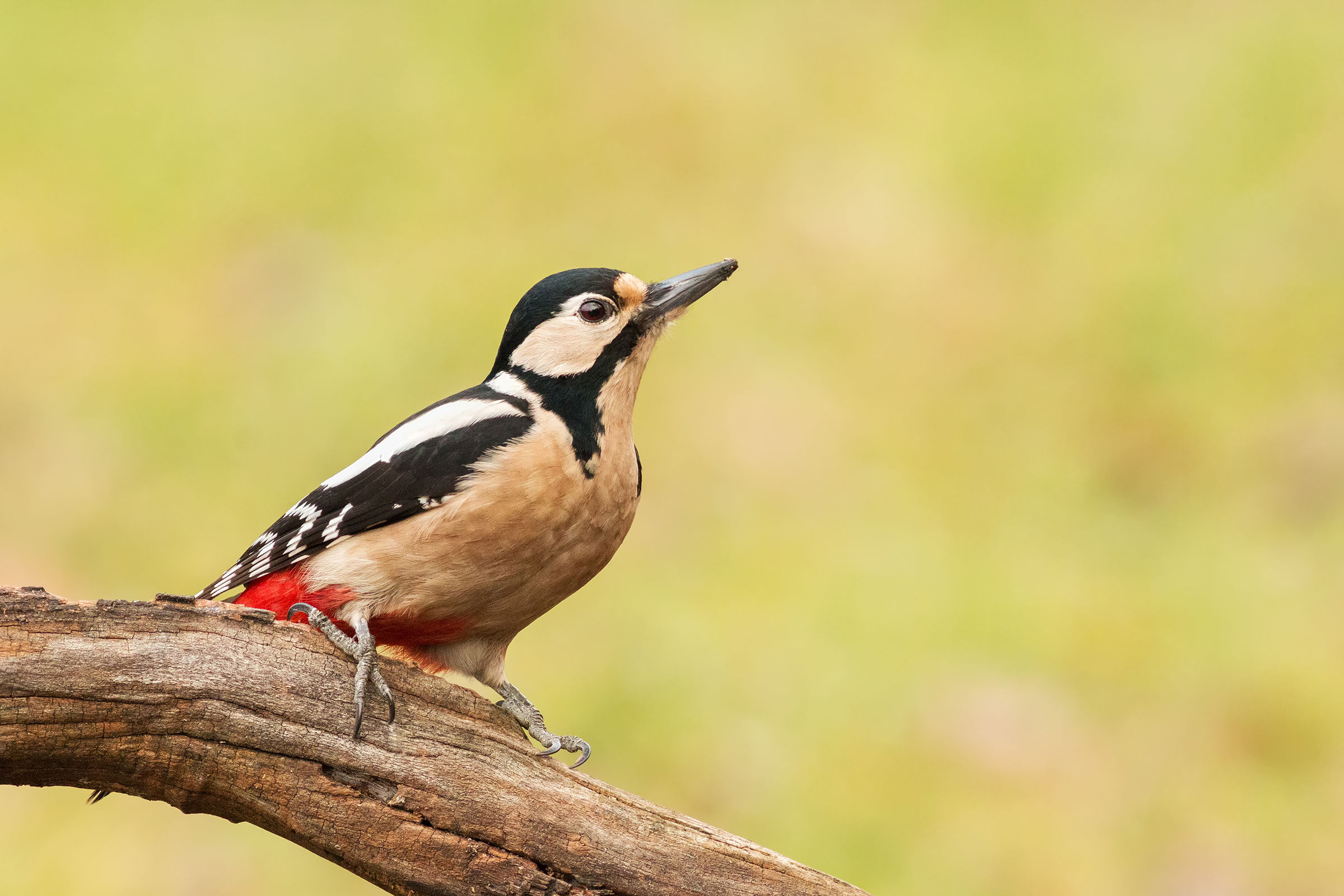 Great spotted woodpecker